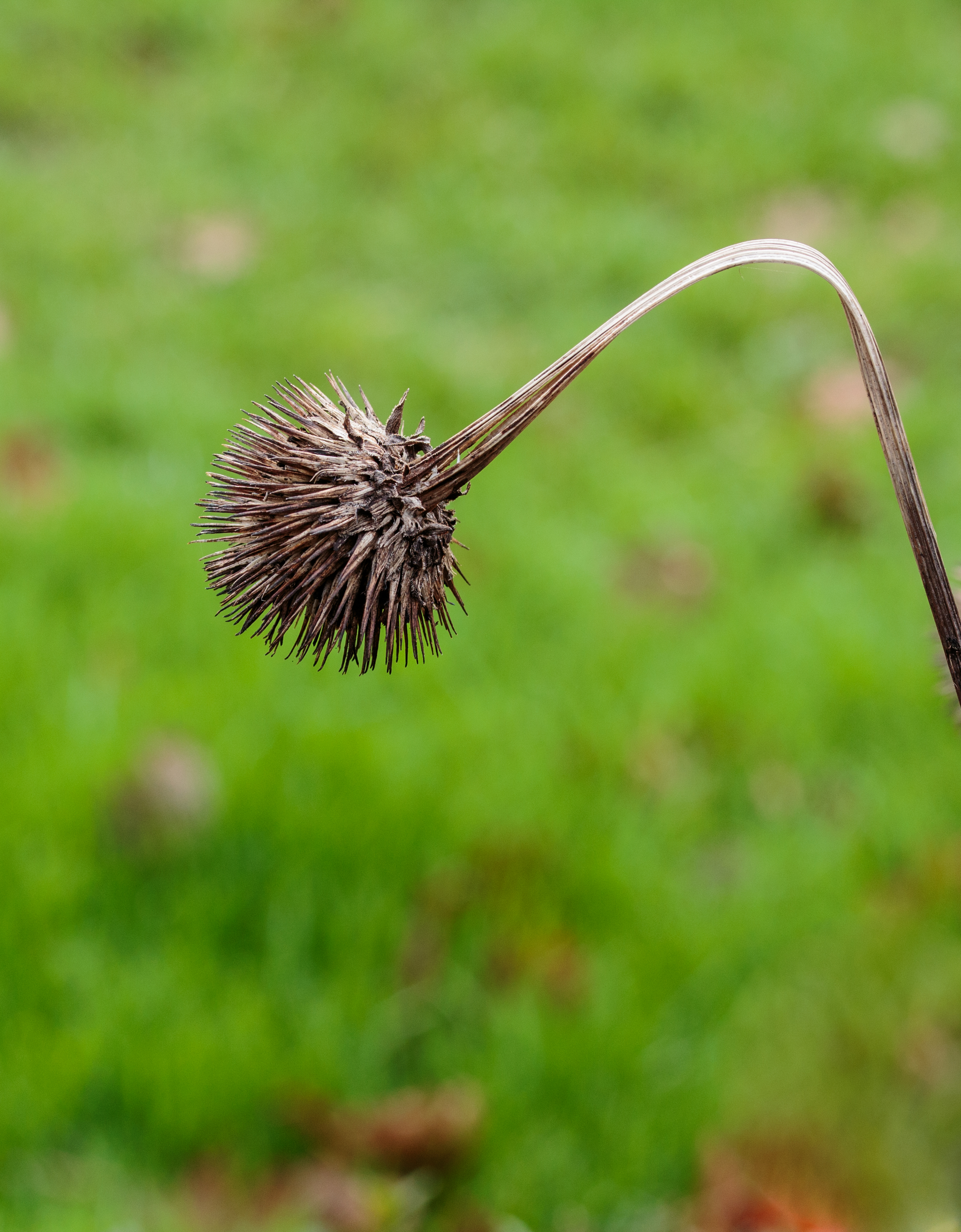 Zaaddoos Echinacea purpurea (zonnehoed) 03