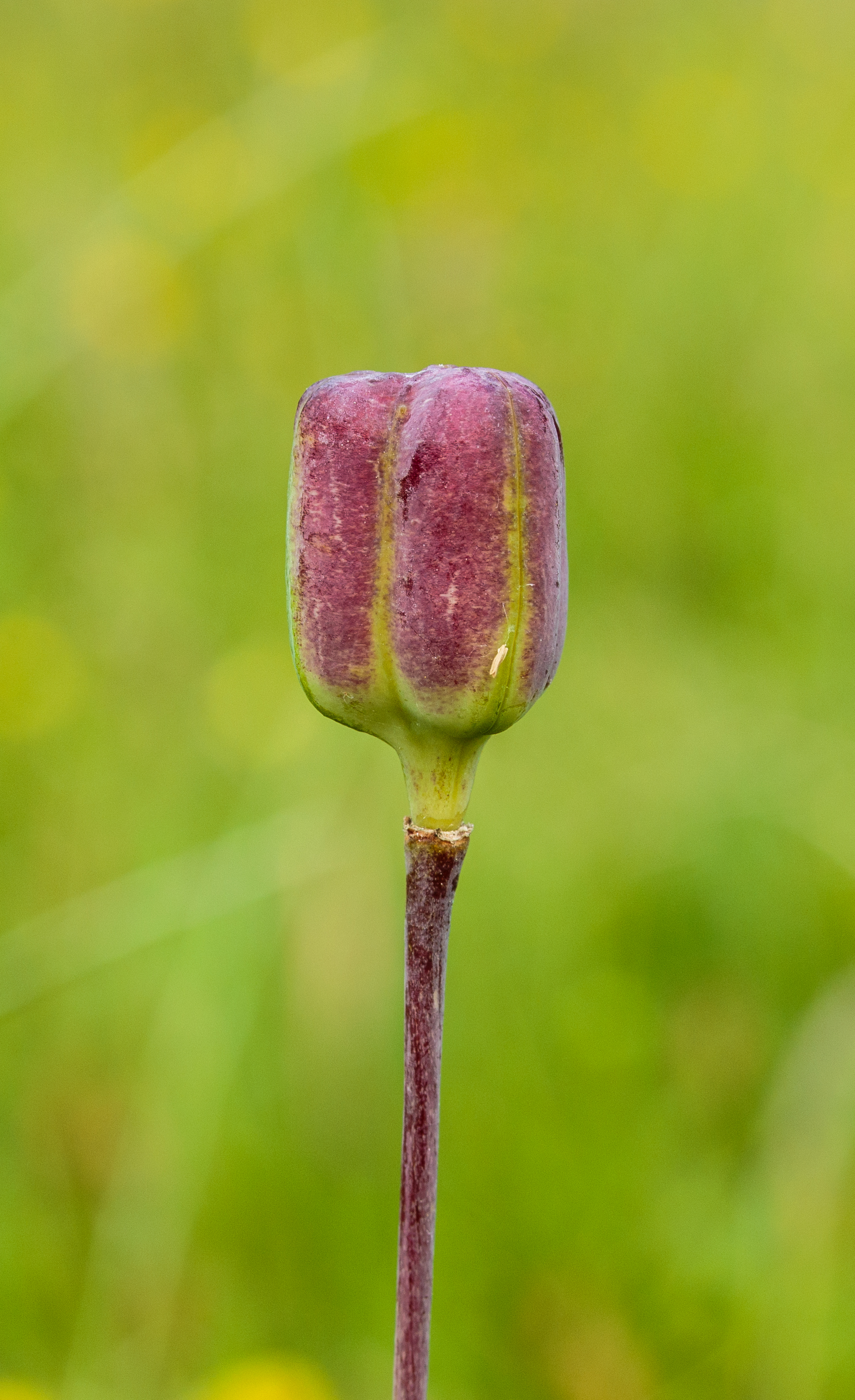 Zaaddoos kievitsbloem (Fritillaria meleagris) 01