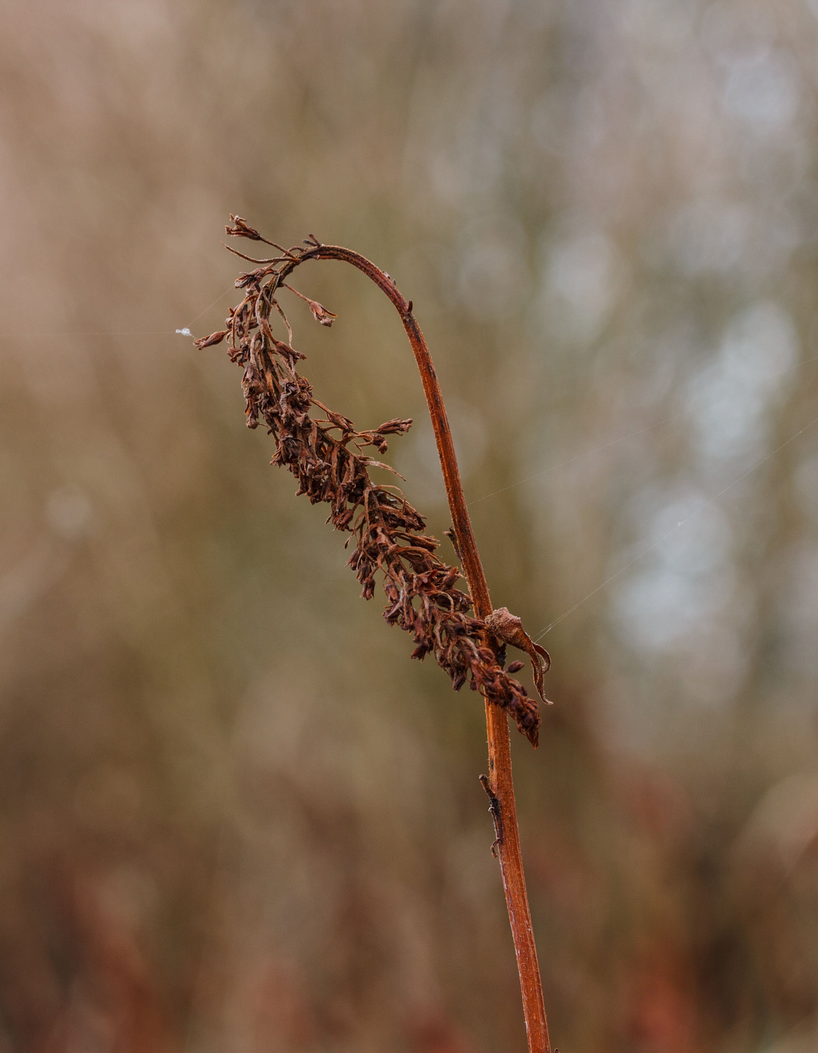 Zaaddoos van Lysimachia clethroides, locatie, Tuinreservaat Jonkervallei 01