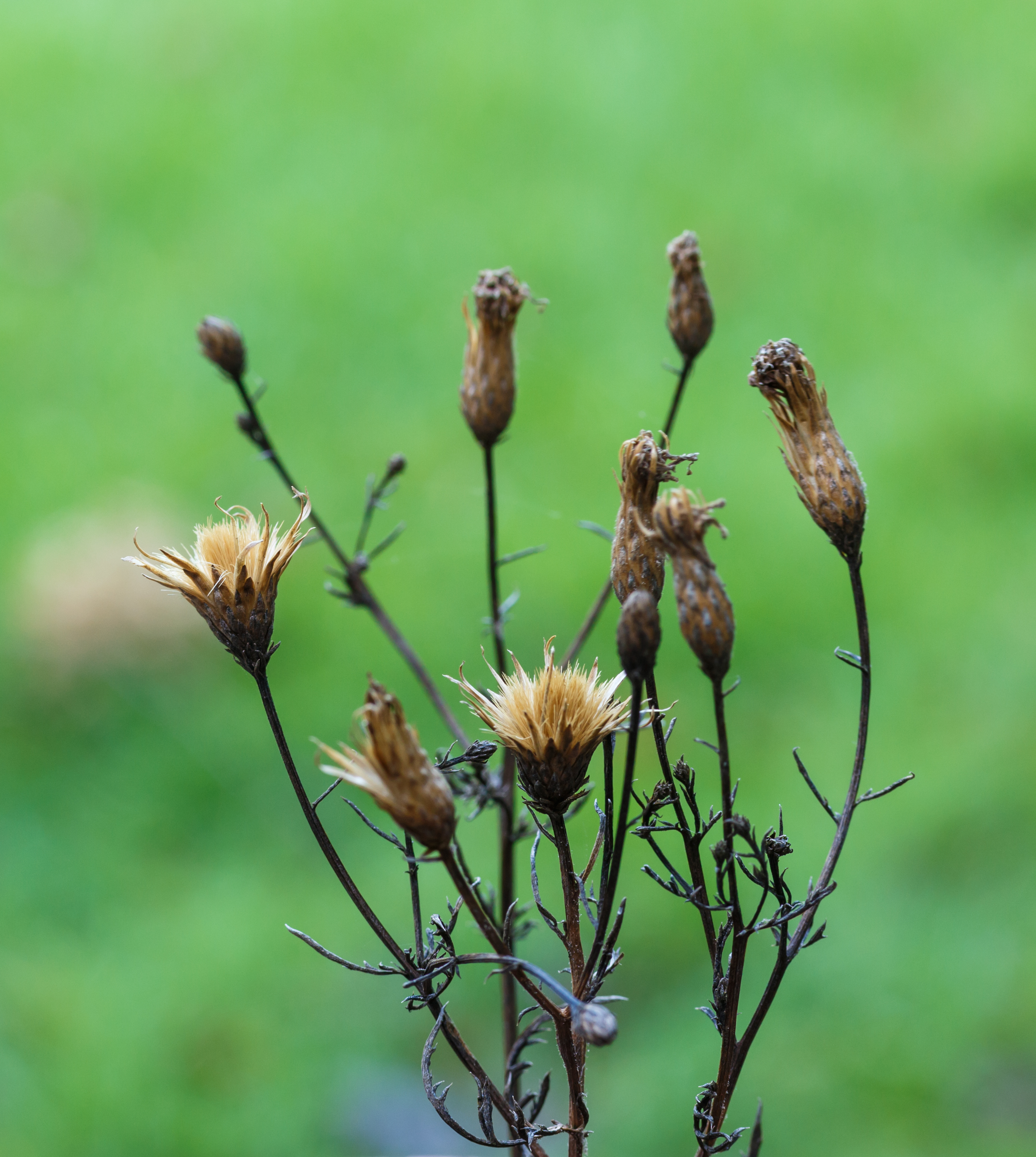 Zaaddozen van Serratula seoanei, Zaagblad. Locatie, Tuinreservaat Jonkervallei 01