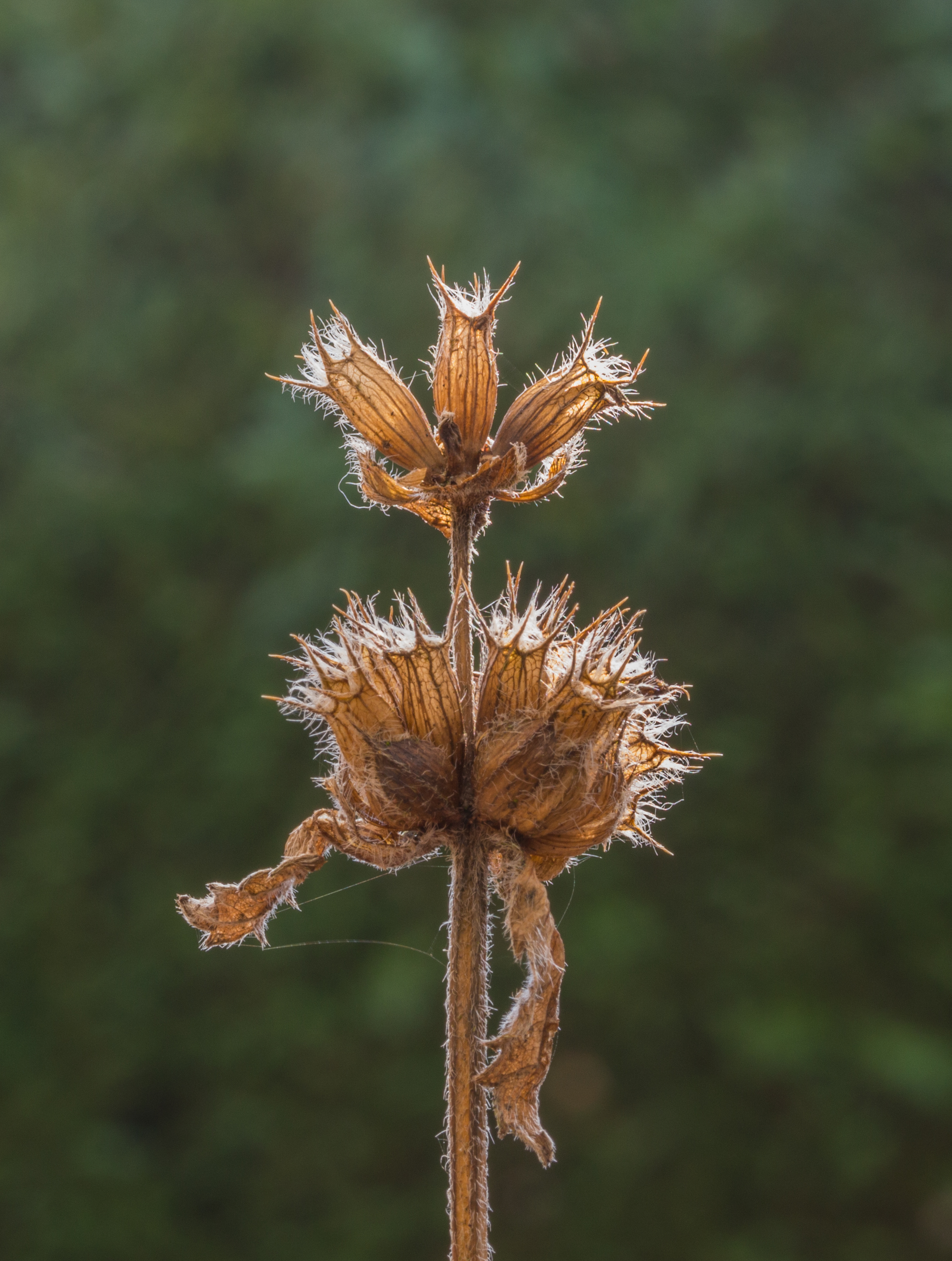 Zaaddozen van Stachys macrantha 'Superba' Locatie, Tuinreservaat Jonkervallei 03