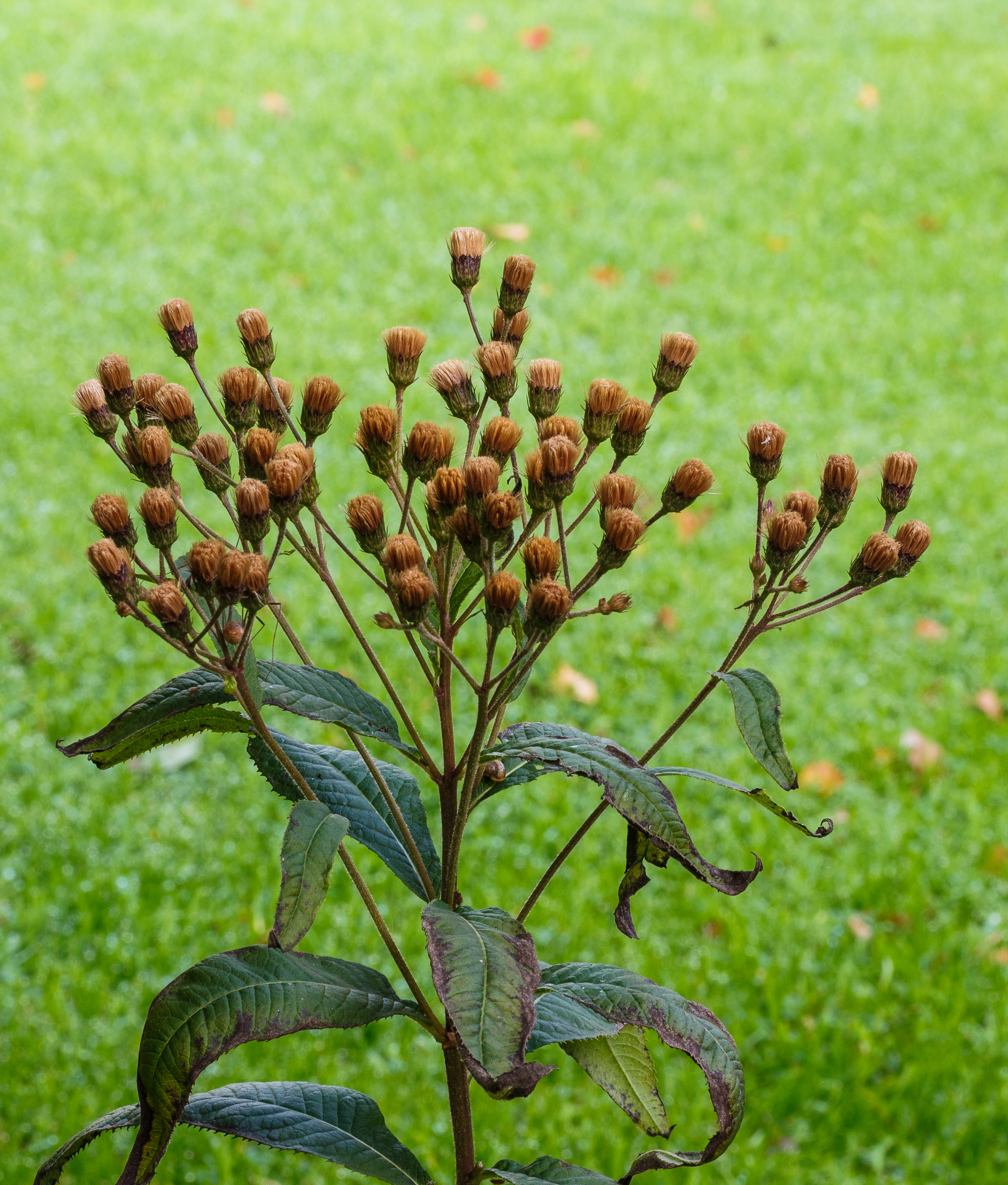 Zaadhoofdjes Vernonia crinita 'Mammuth'. Locatie. Tuinreservaat Jonkervallei