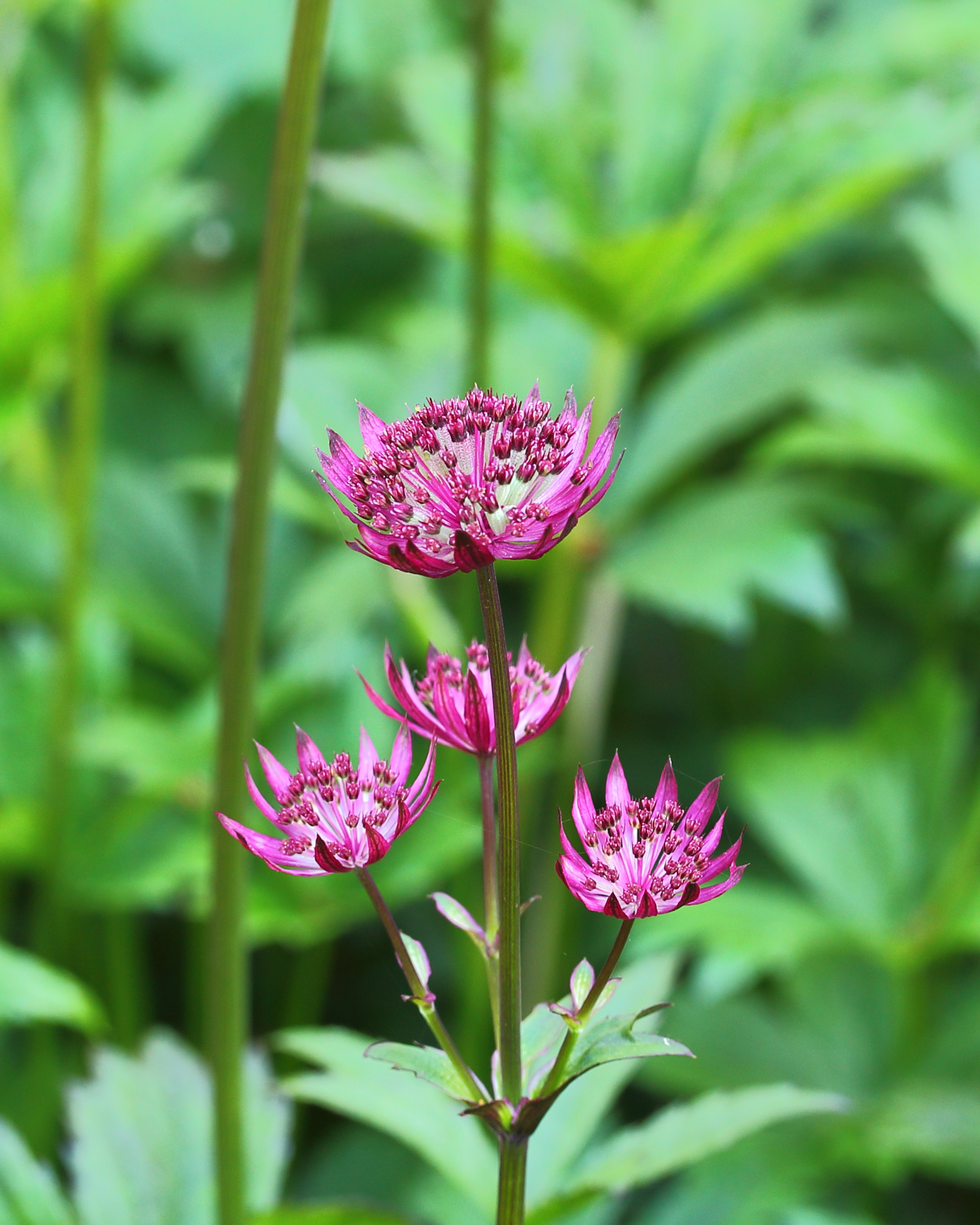 Zeeuws knoopje (Astrantia major)