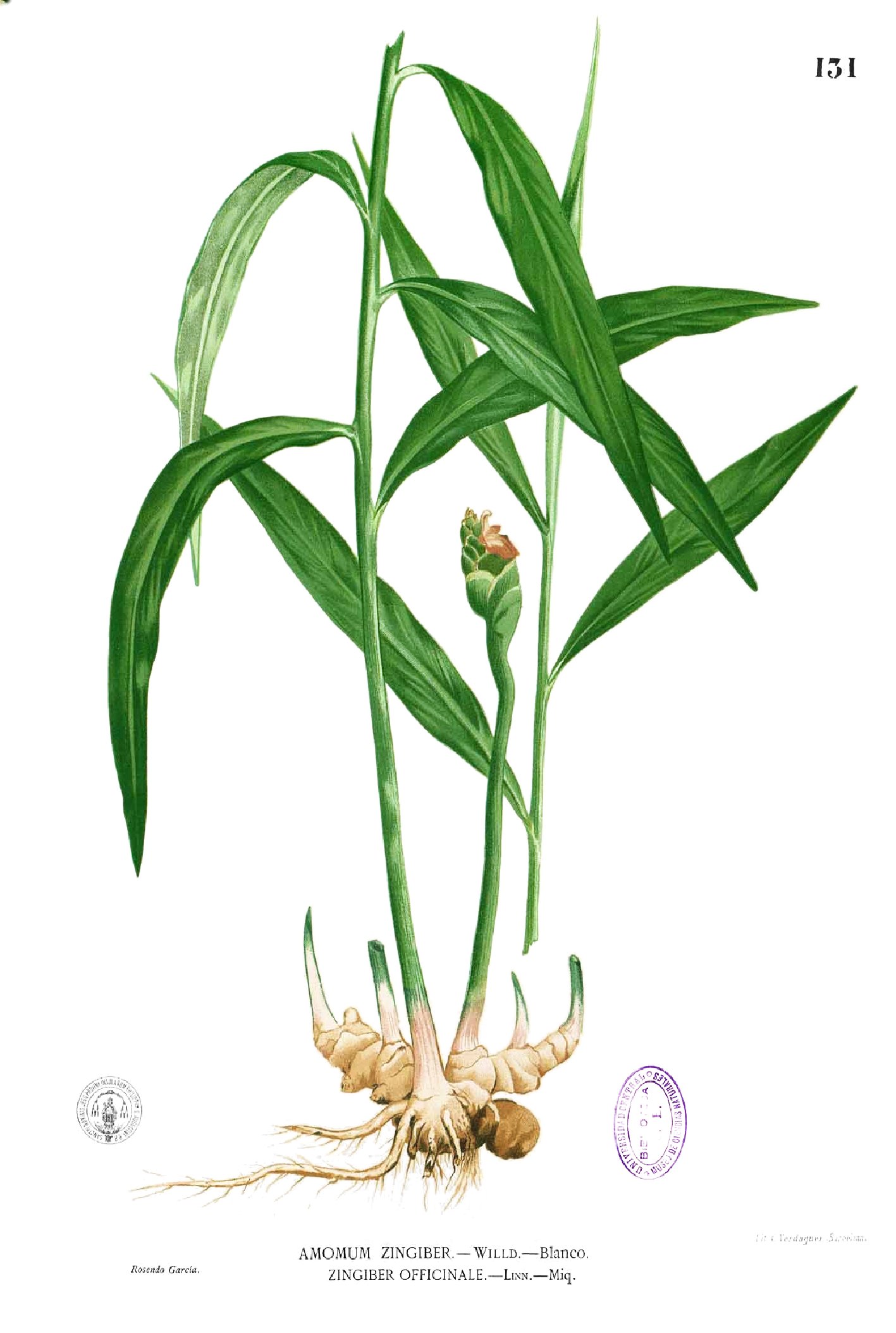 Zingiber officinale Blanco1.131