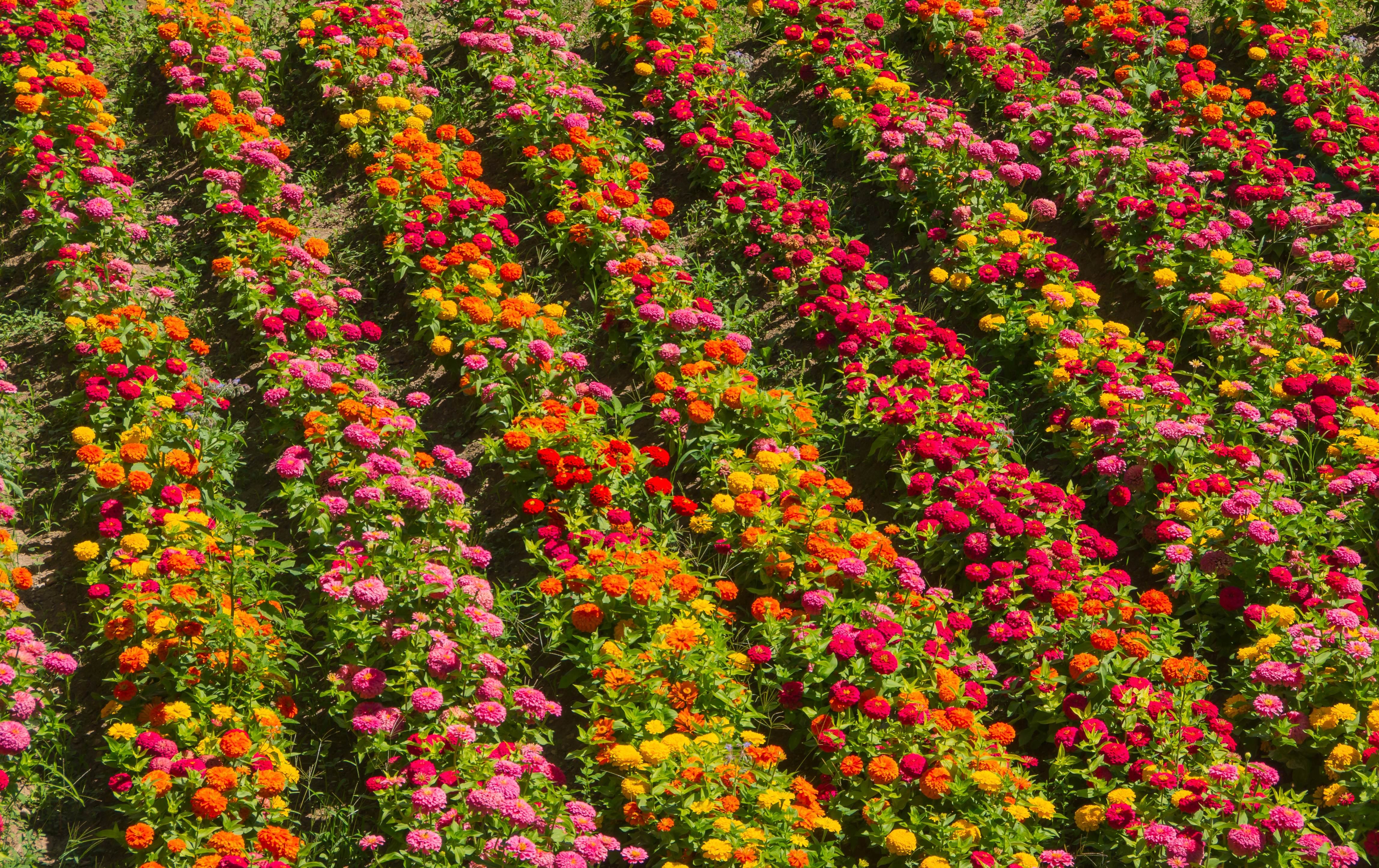 Zinnia elegans, plantation, Alhambra, Granada, Spain