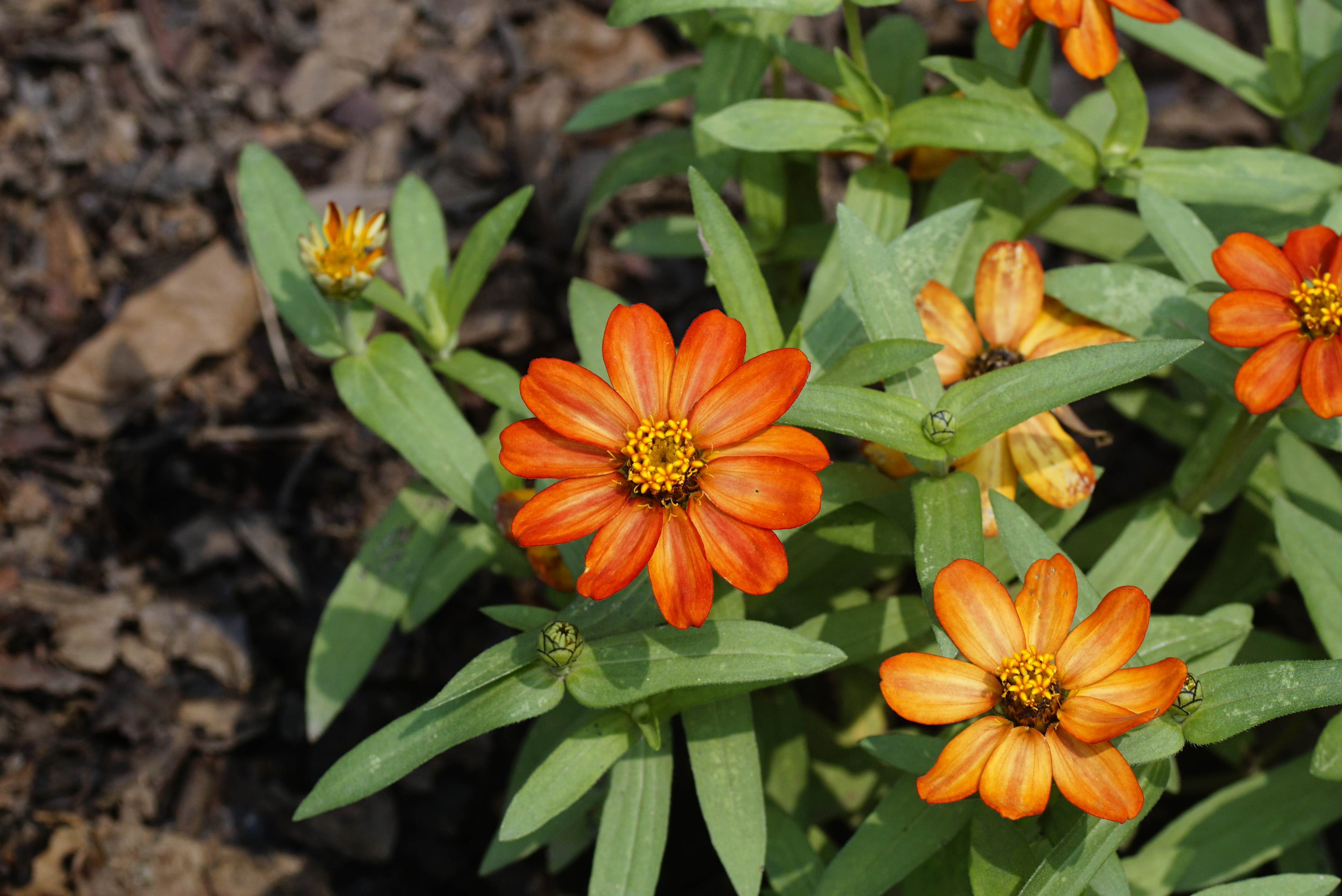 Zinnia peruviana 8097