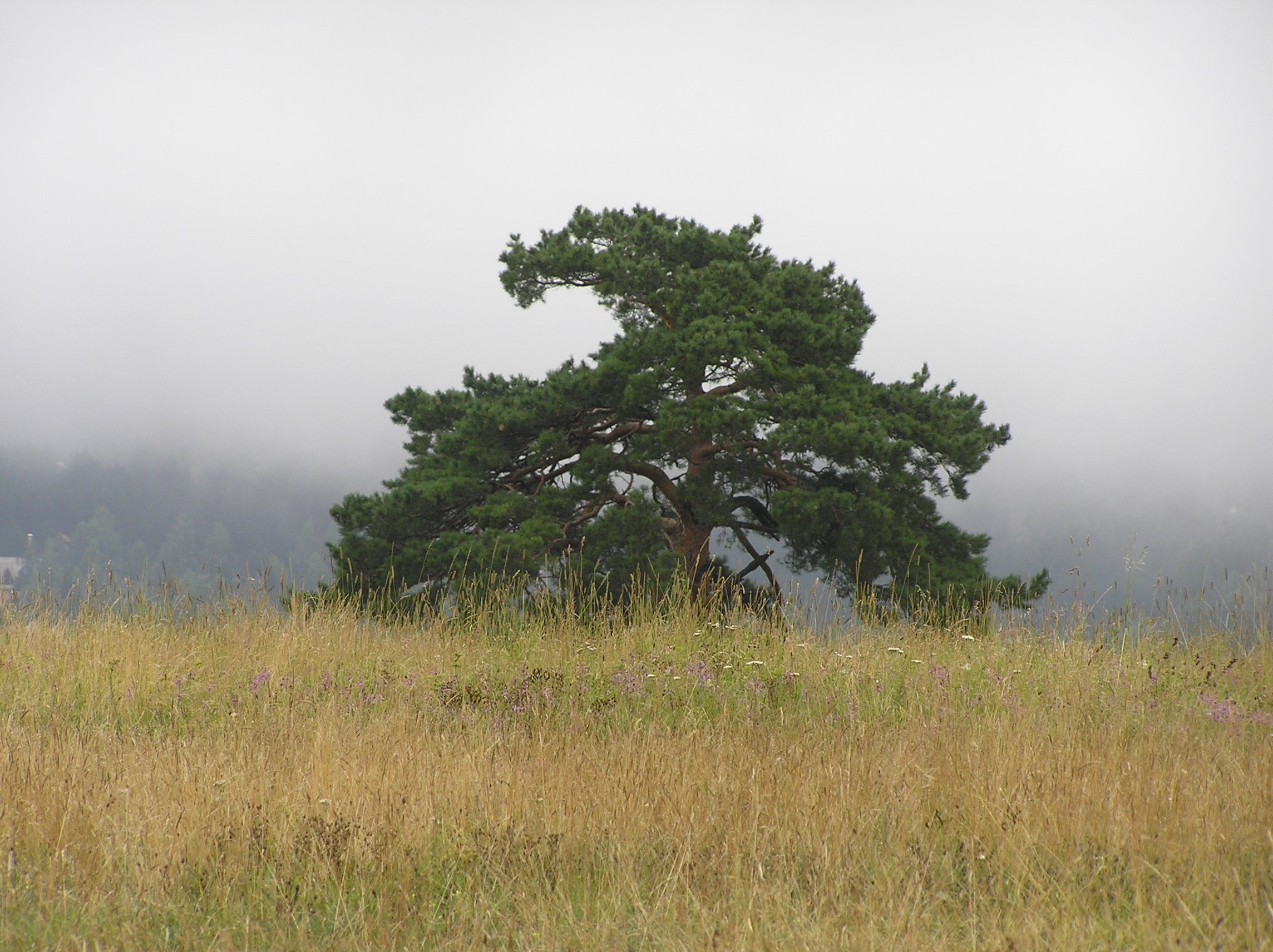 Zlatibor (21)