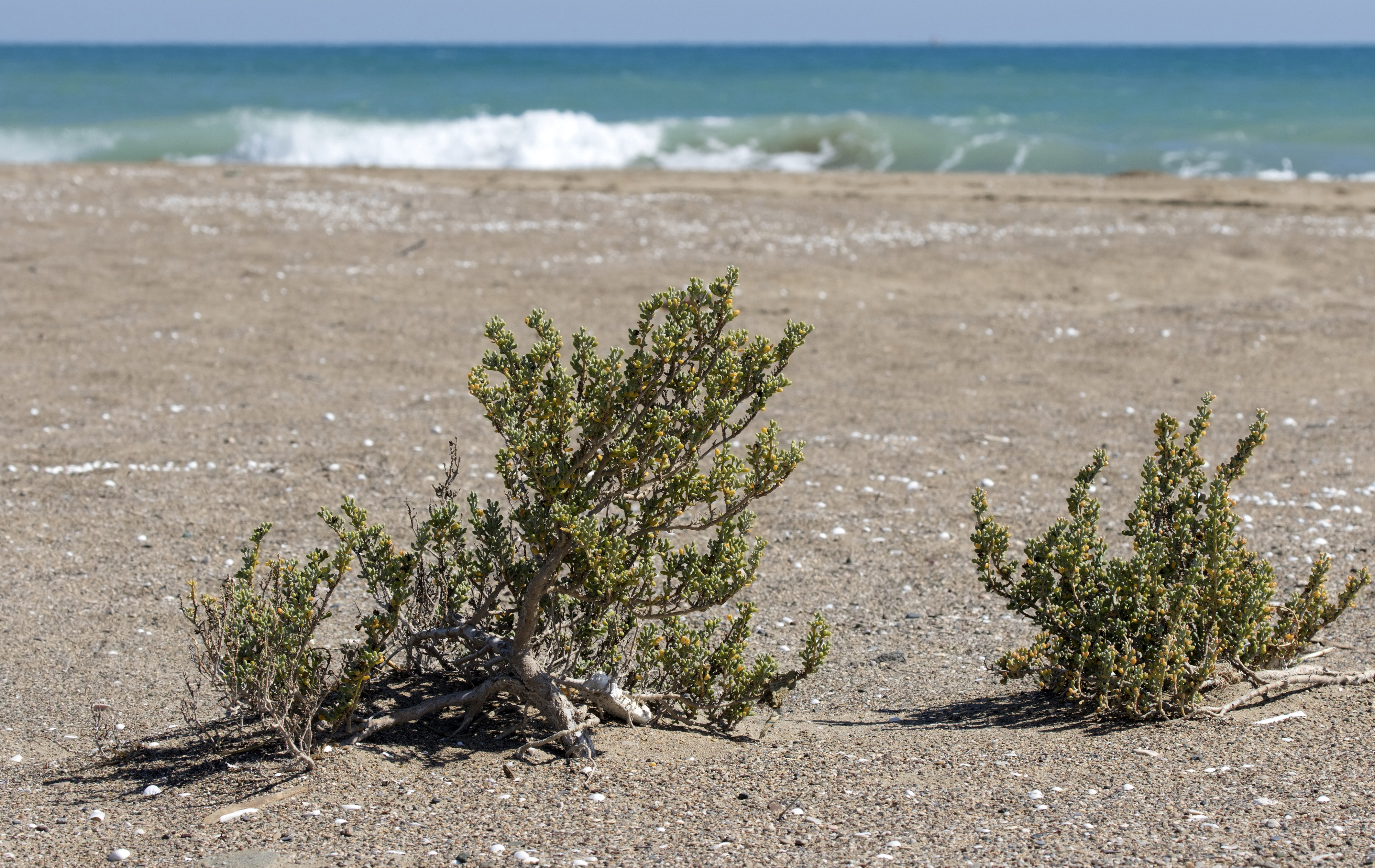 Zygophyllum album - Balduz, Mersin 2016-10-01 01-1