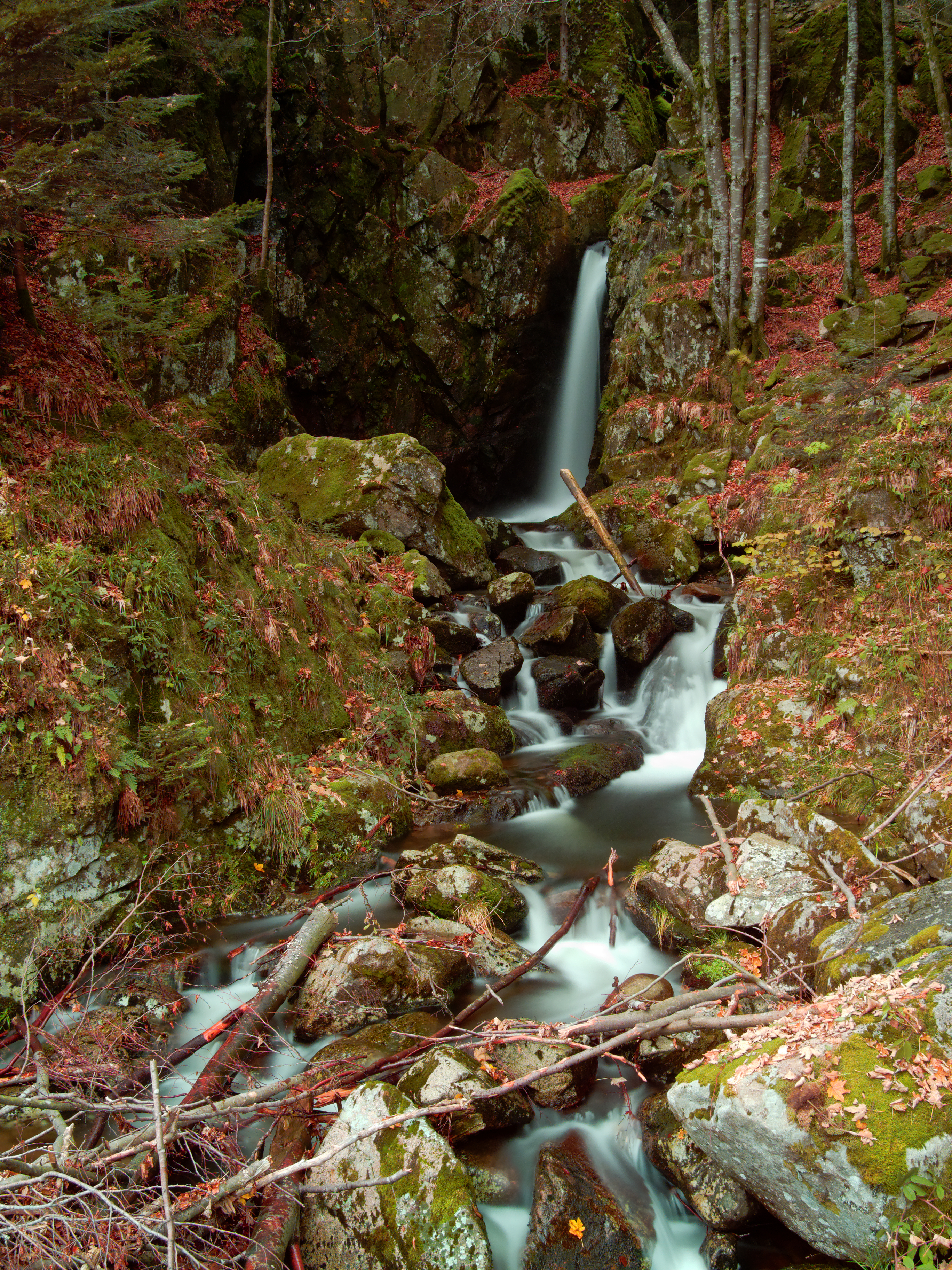 2012-11-16 15-06-41-saut-truite