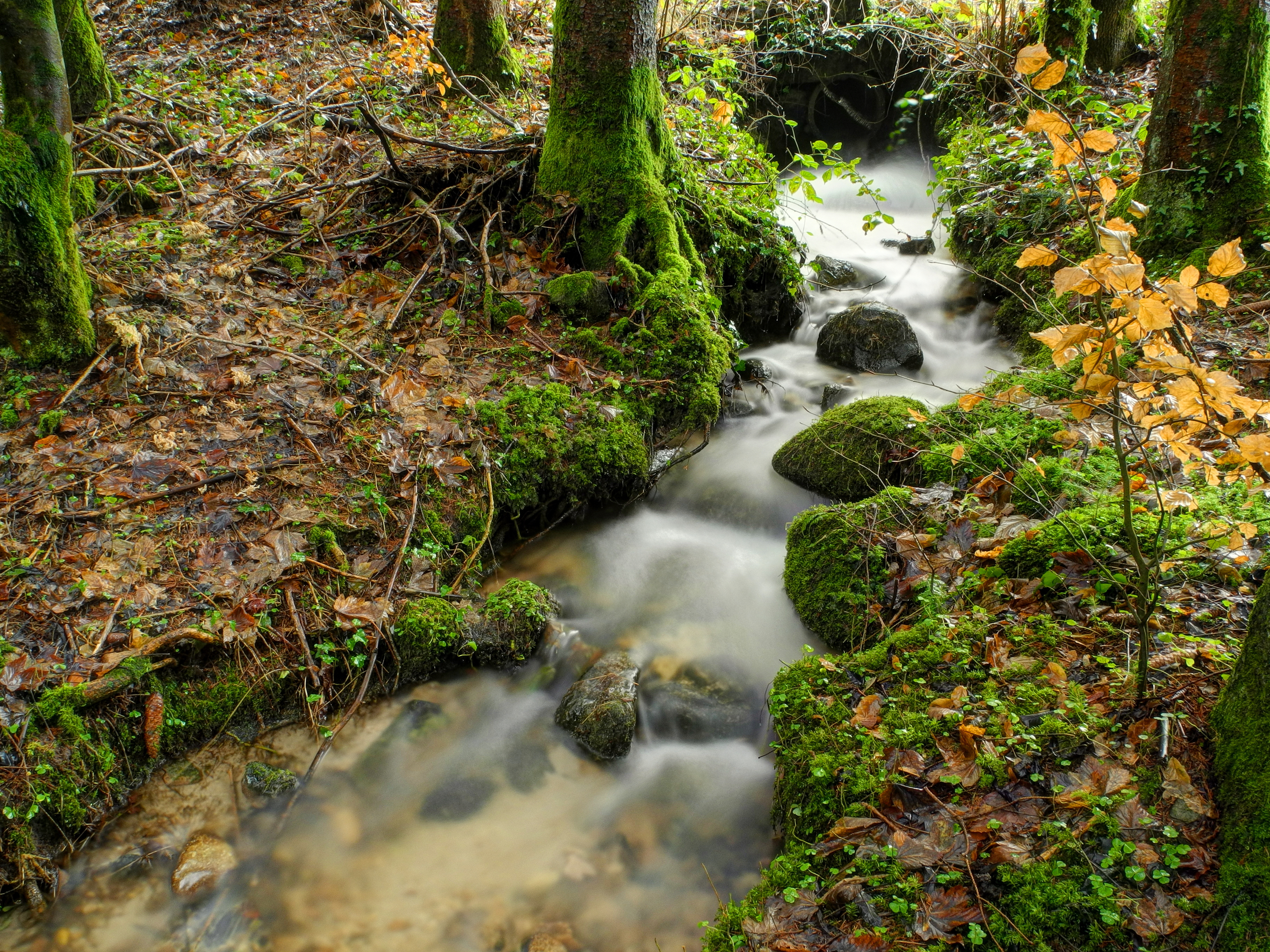 2014-01-05 15-33-06 rigole