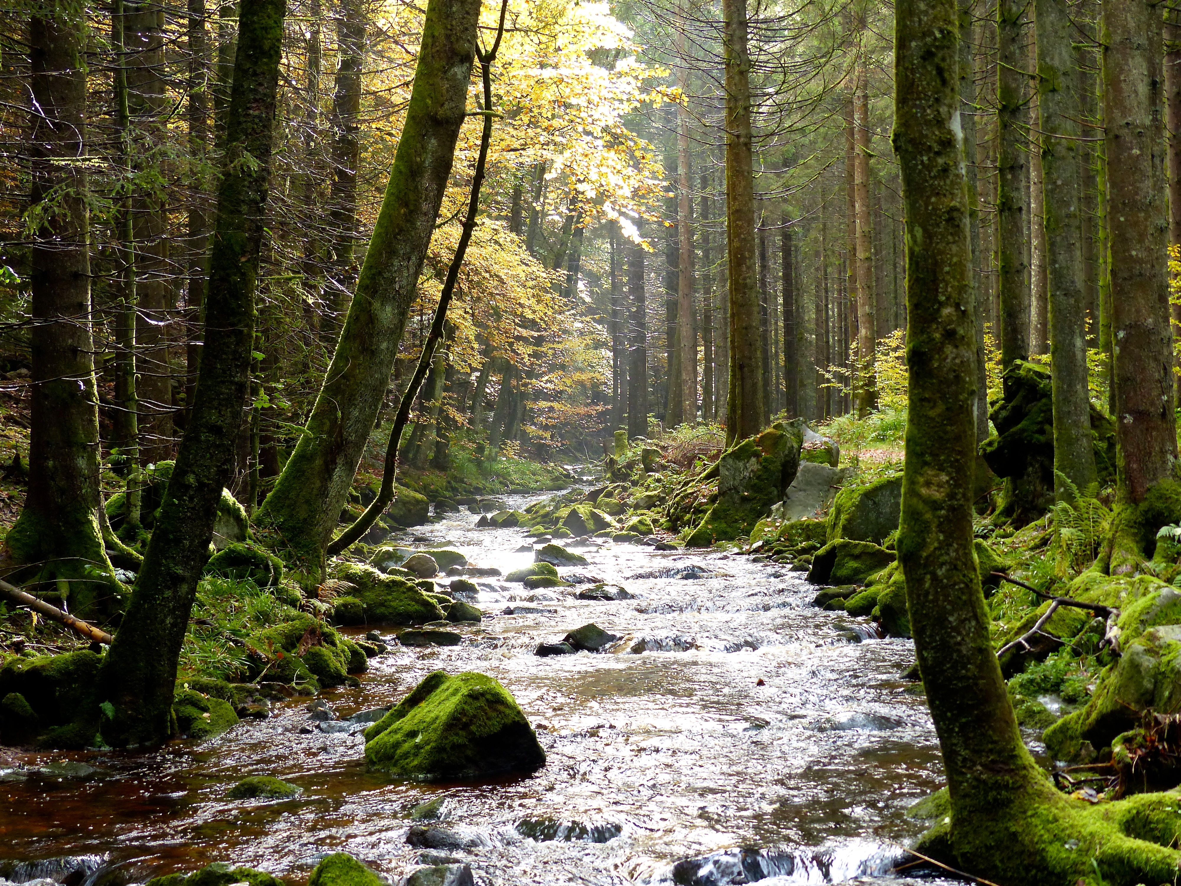 Black Forest- Stream (10562132523)
