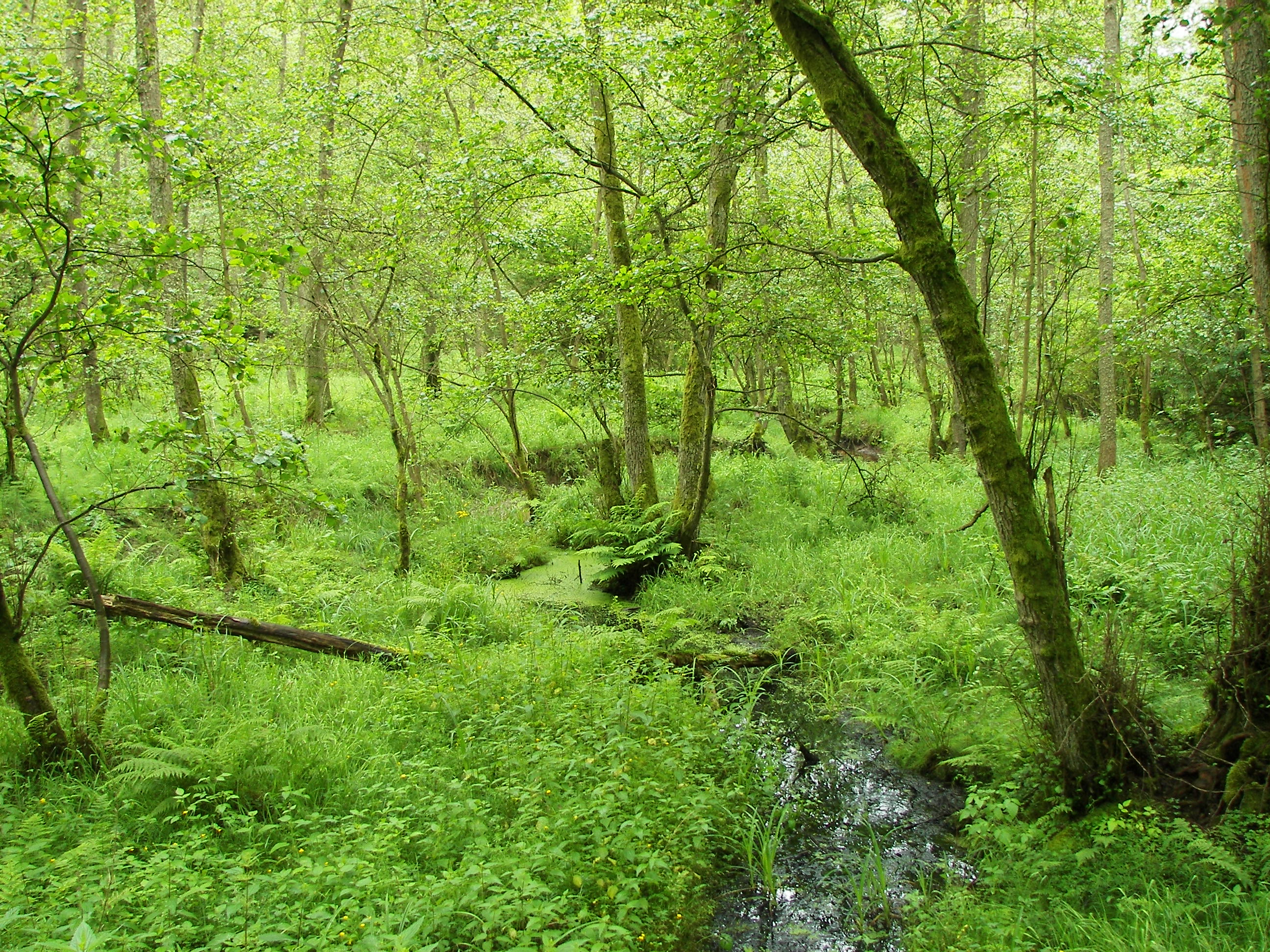 Burgwald 025