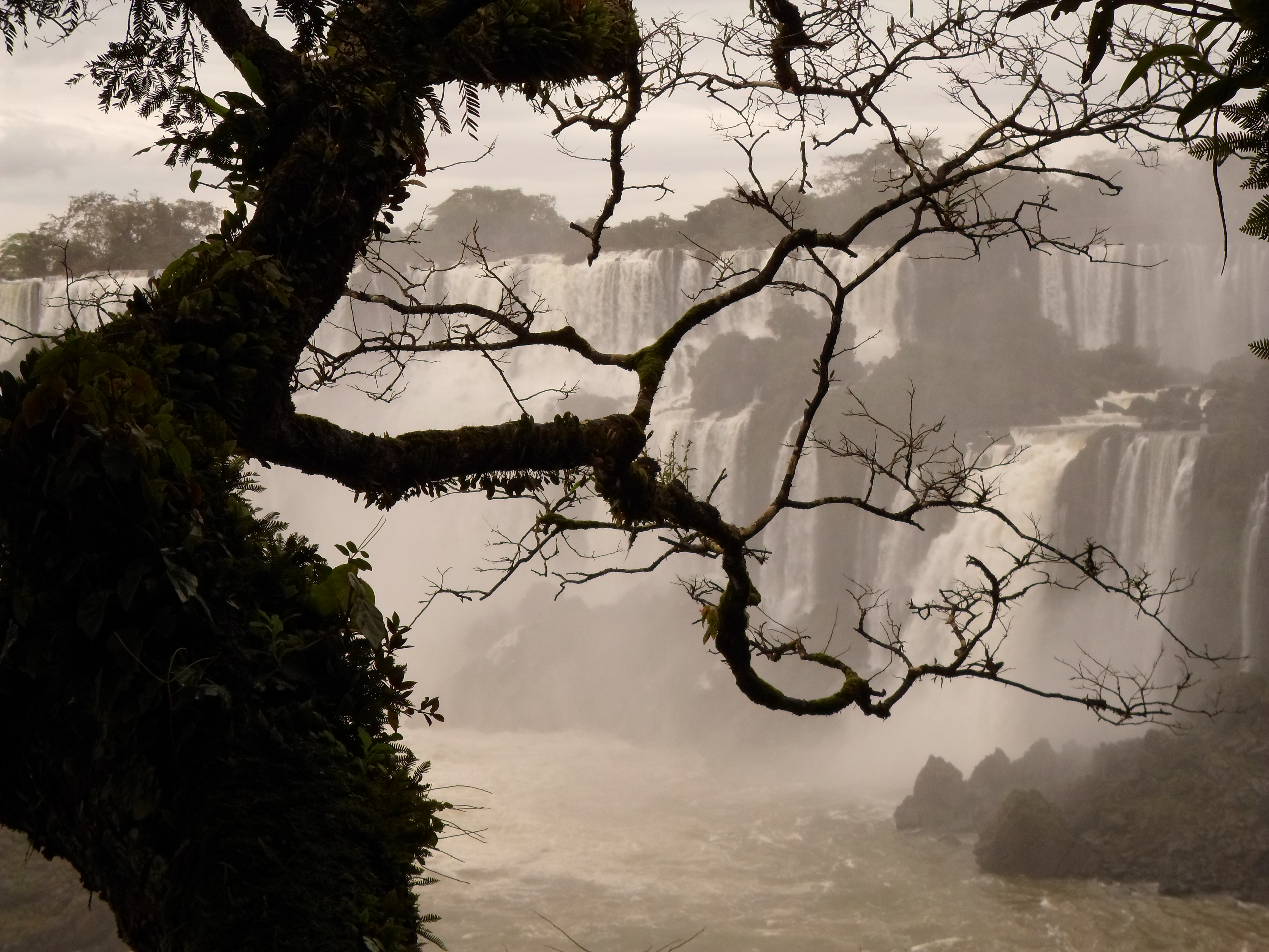 Cataratas del Iguazú (arbol)