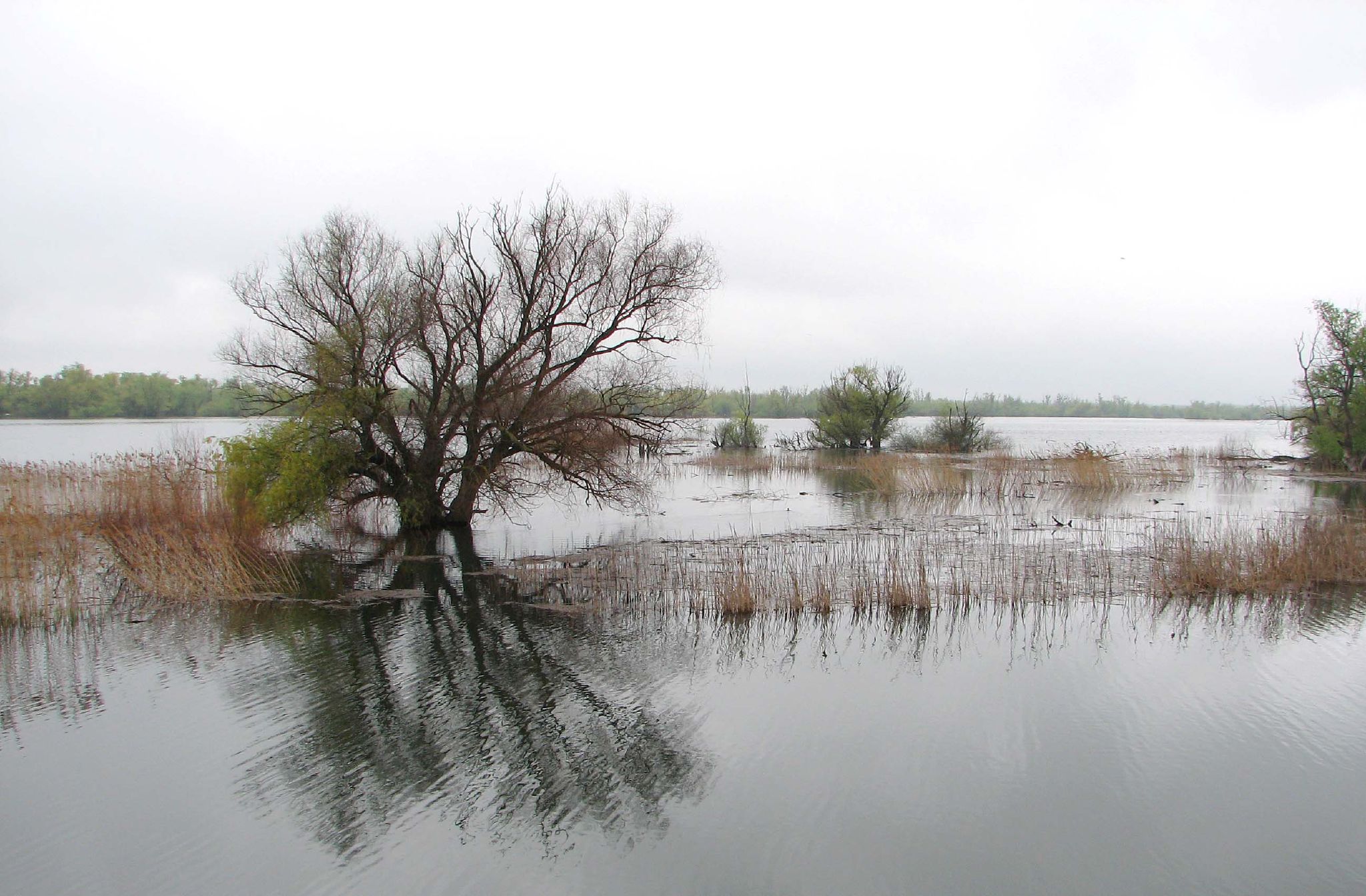 Danube delta, Tulcea 05 (2477824433)