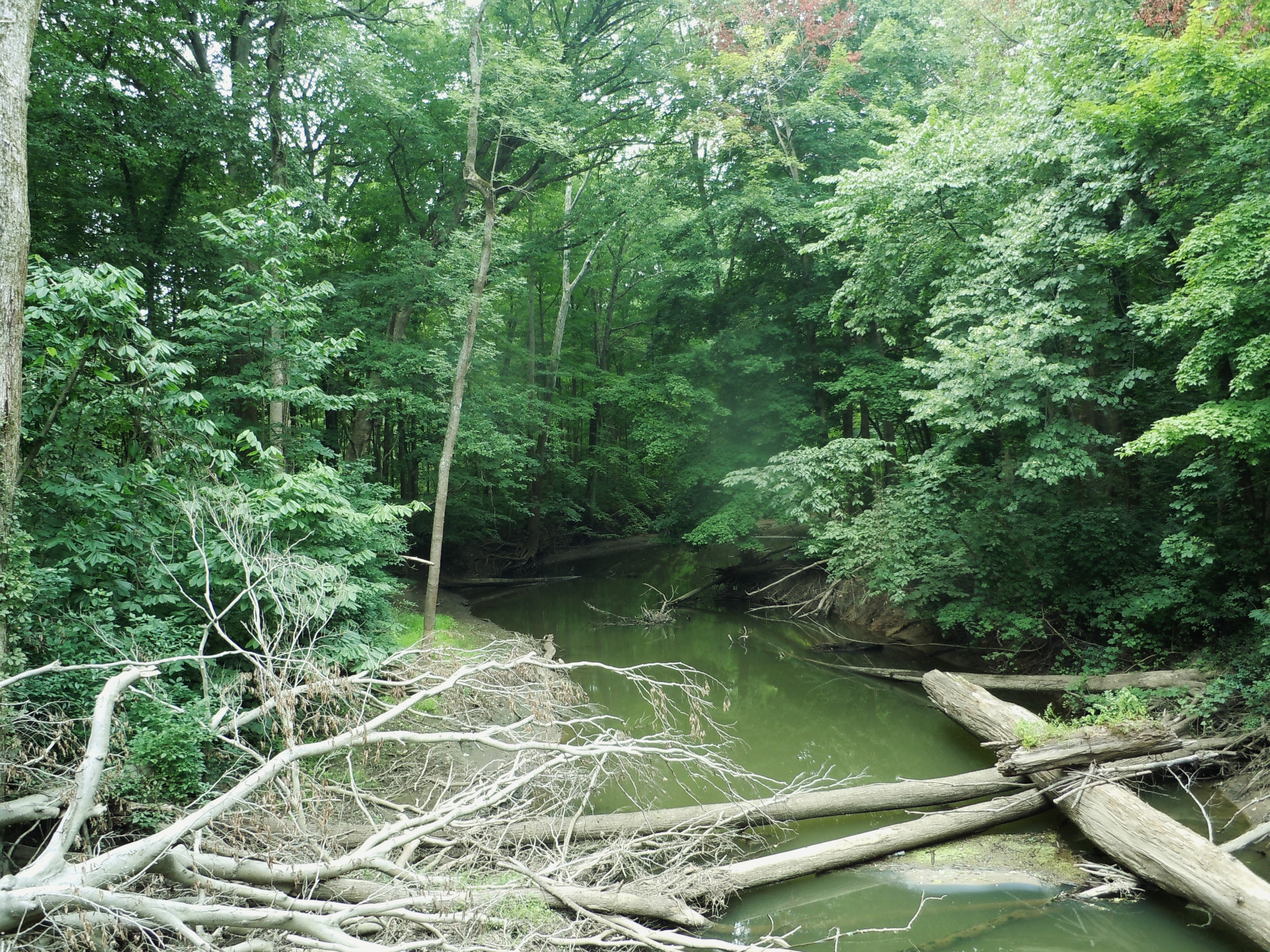 Galien River downstream from Warren Woods trail bridge 2011-08-07
