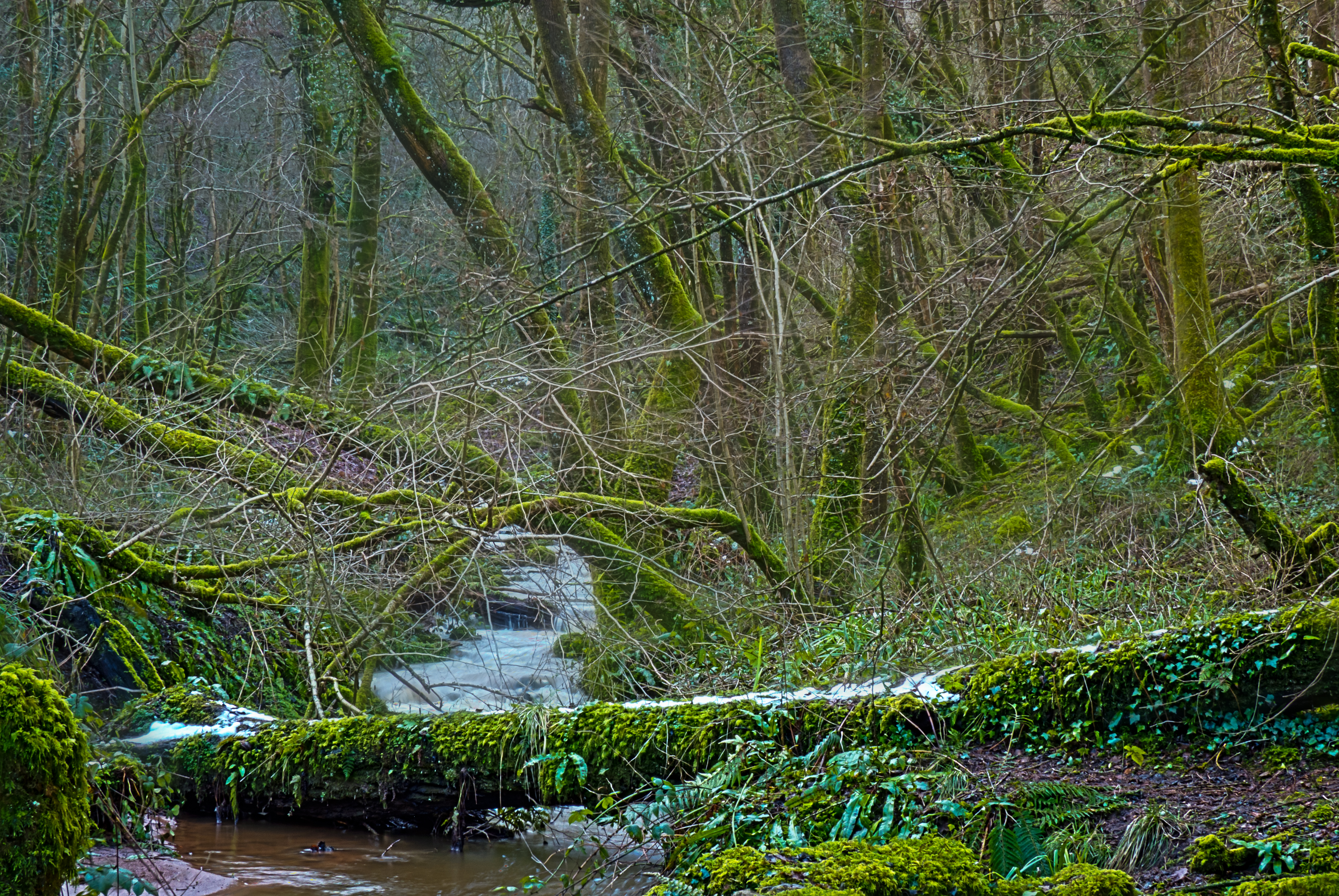 Harridge woods in January
