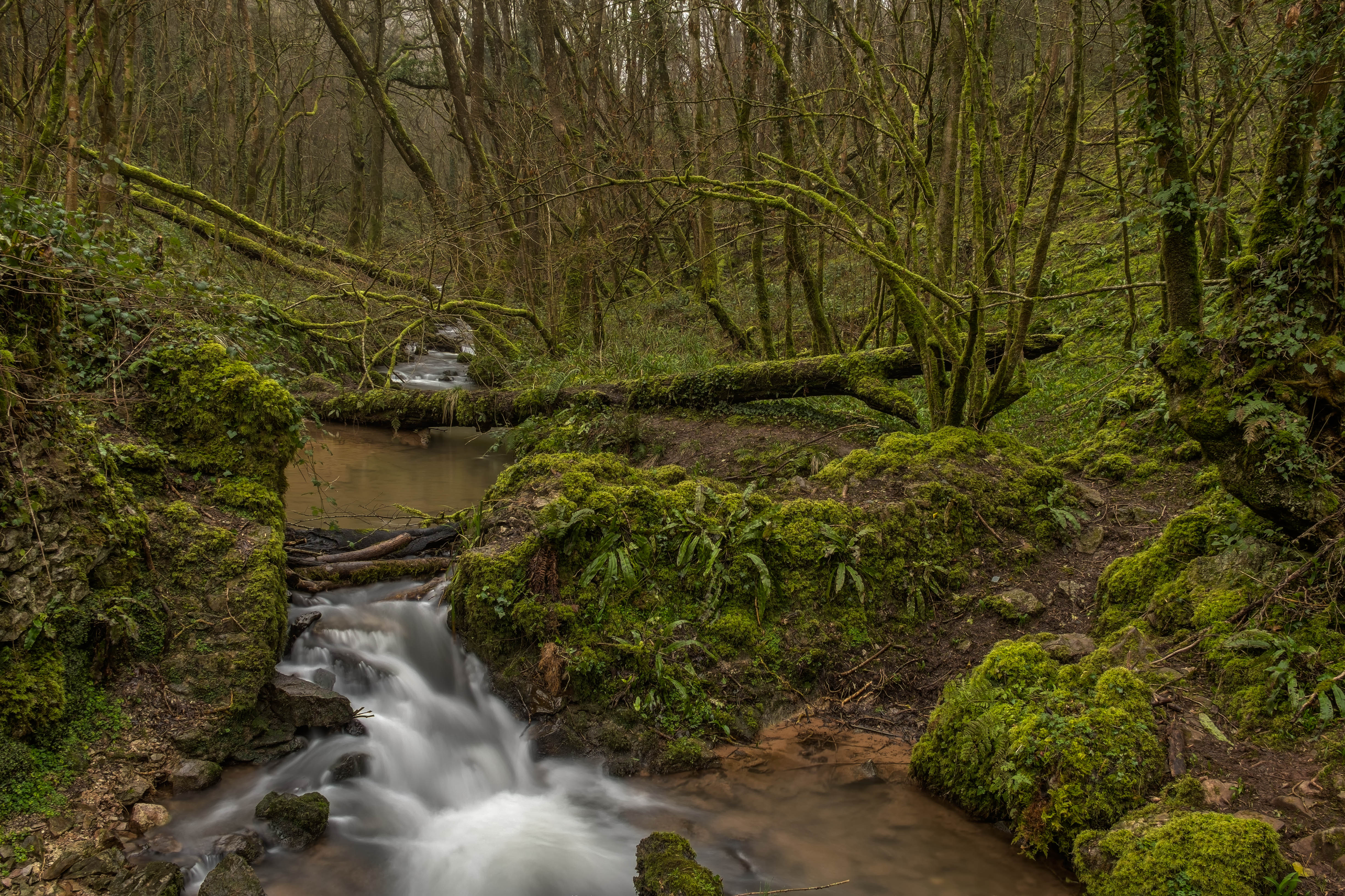 Harridge Woods stream in March
