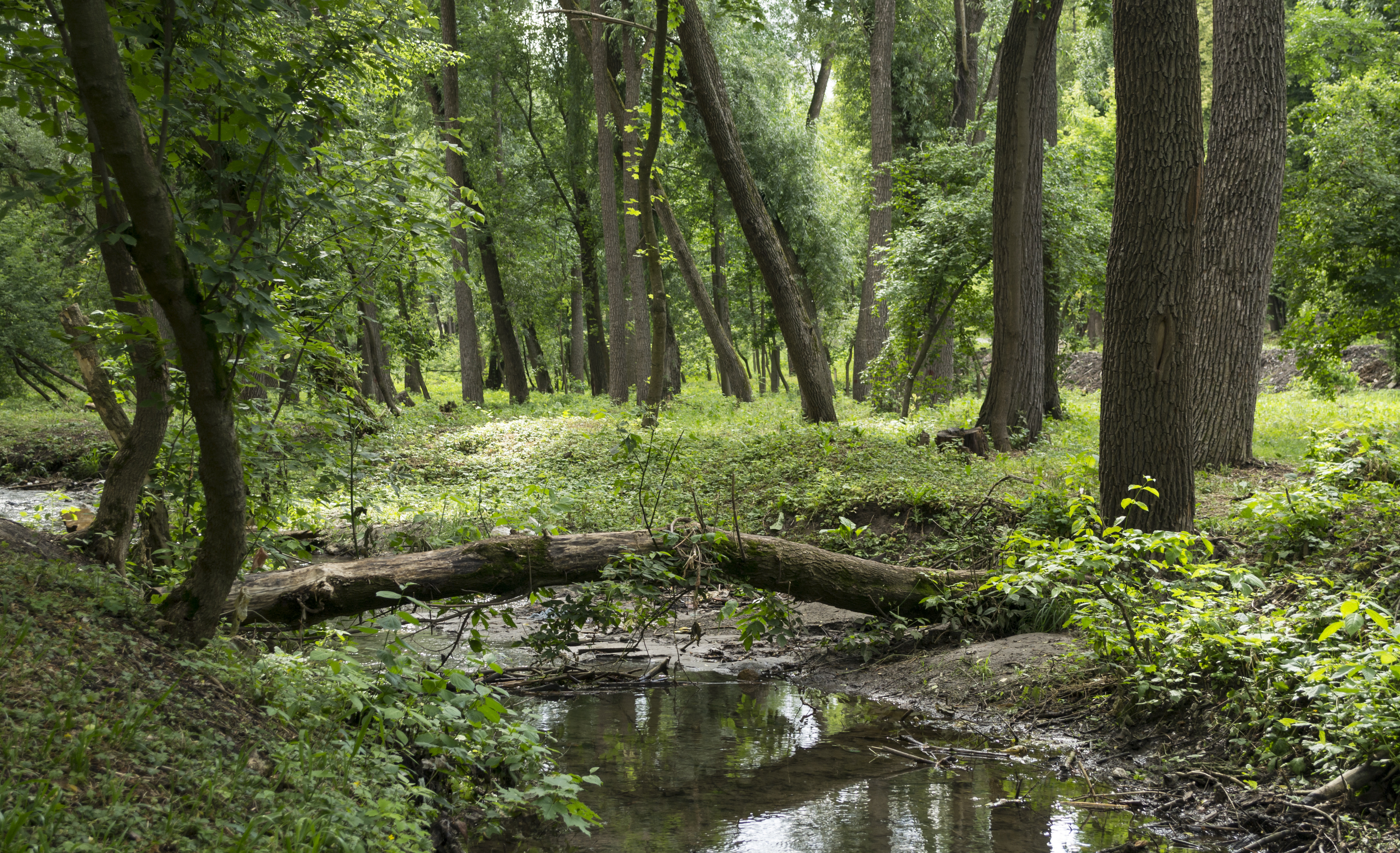 Log across Sarzhynka River