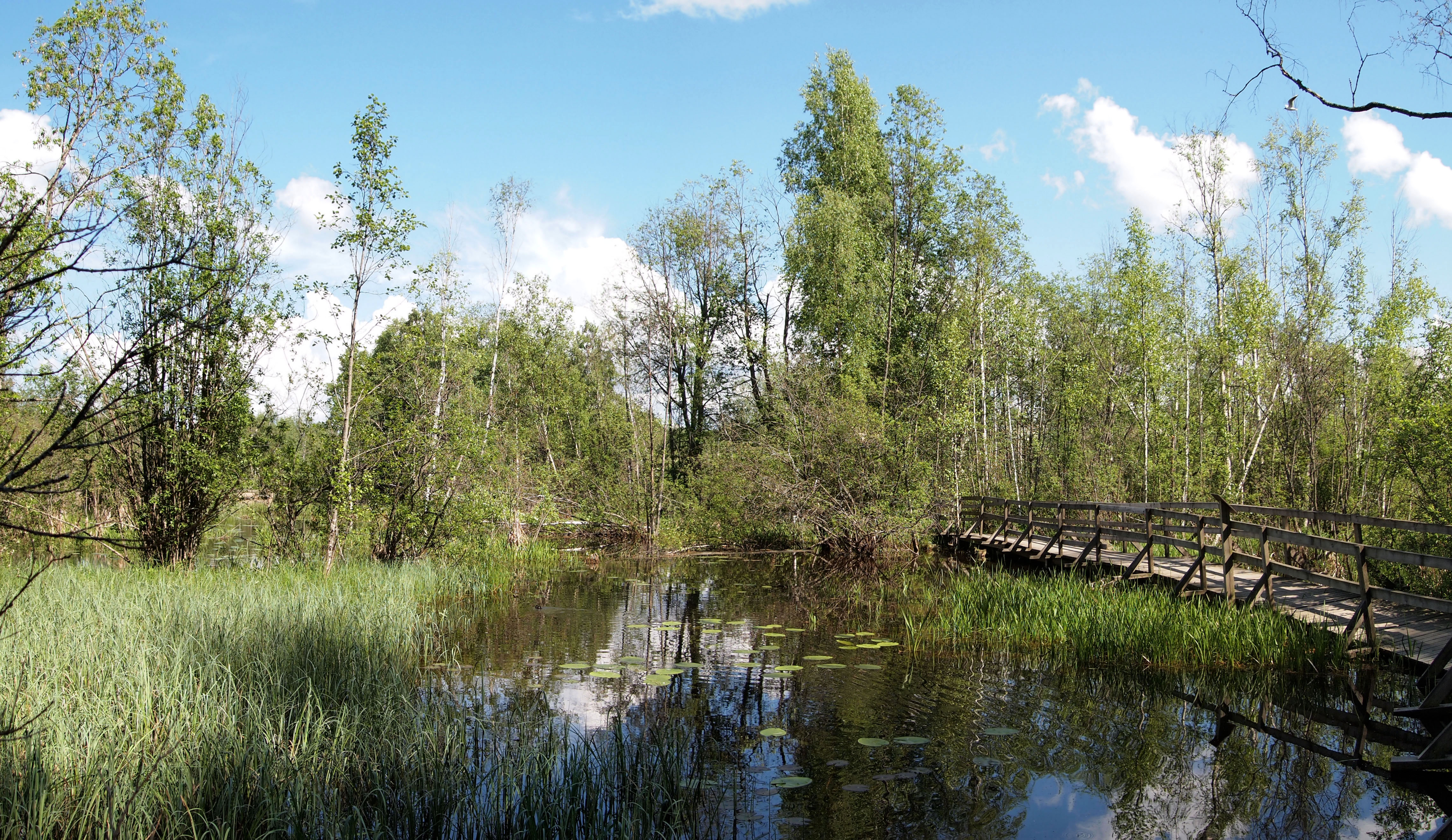 Muurame nature trail4