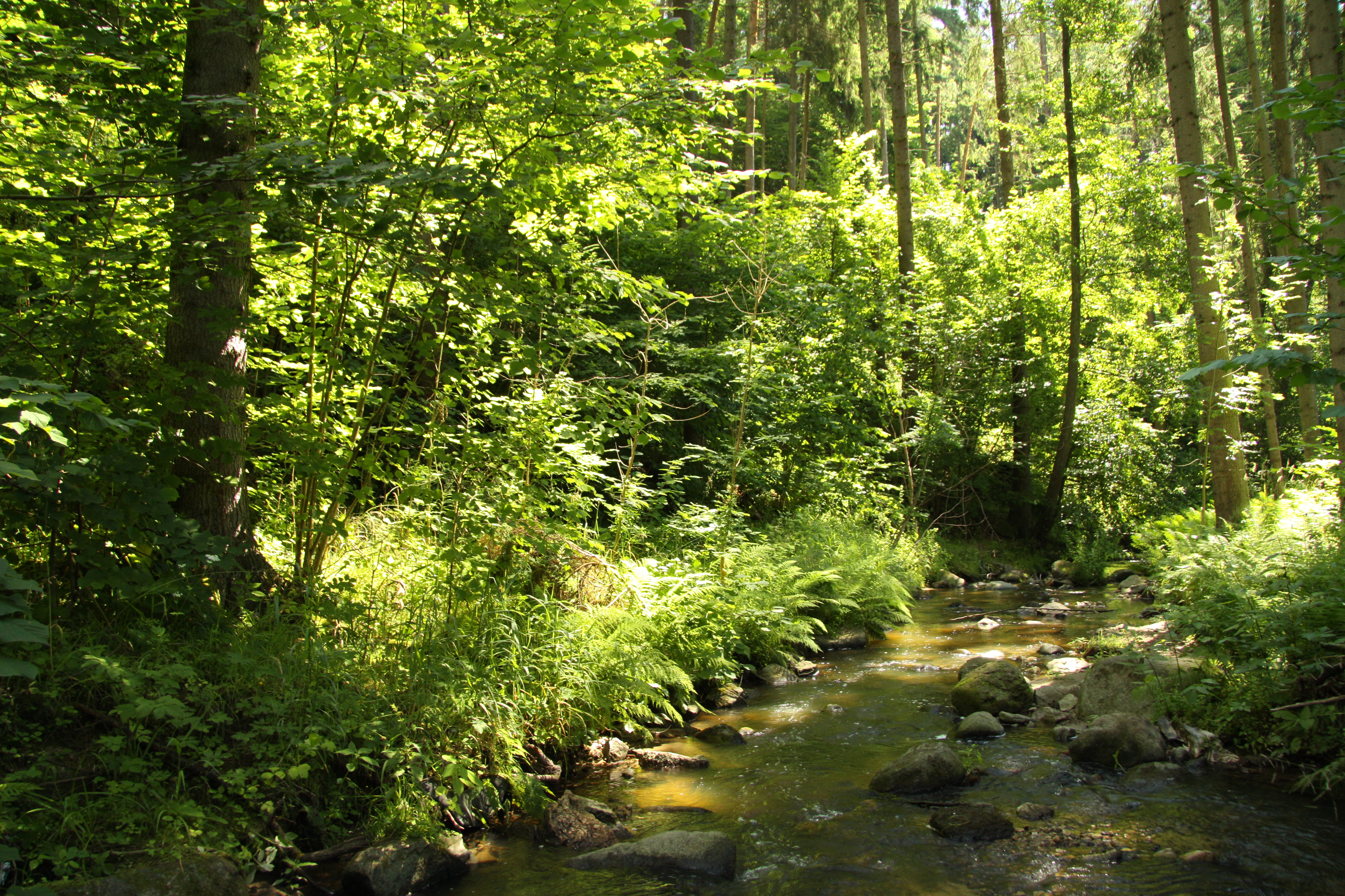 Natural monument Vlasenicky potok in summer 2011 (7)