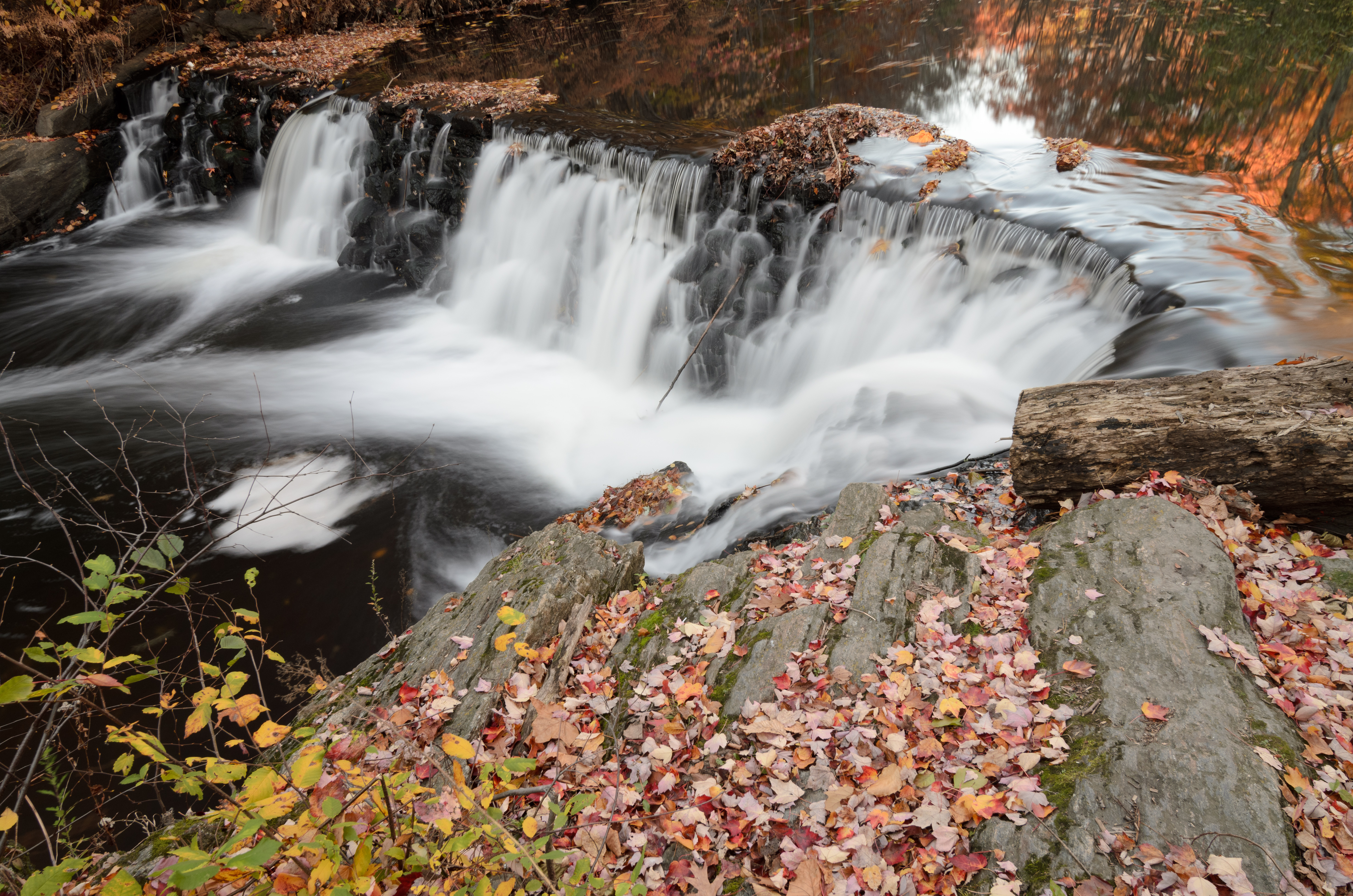 New York Botanical Garden November 2015 007
