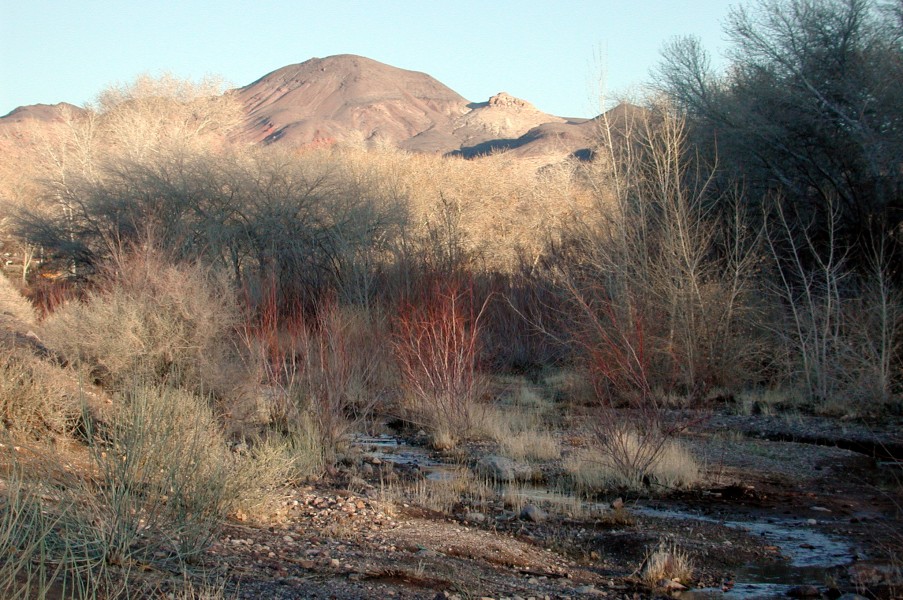 Amargosa River in Beatty, Nevada