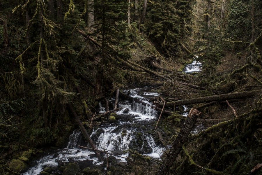 Fallen trees across river above Multnomah Falls