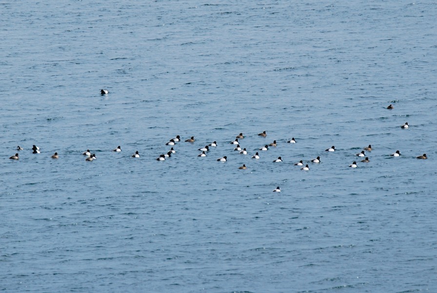 Floatilla of Greater Scaup, Columbia River at Wanapum Dam