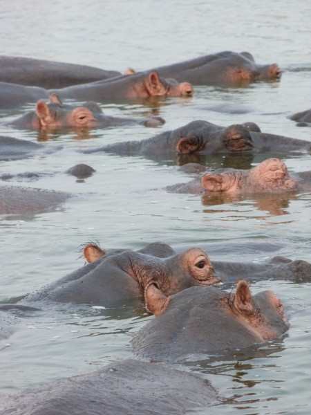Hippos-kazinga