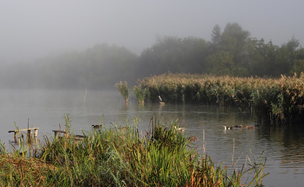 Komargorod pond 2013 G3