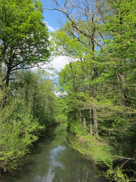 Leipziger Auenwald April 2014 007