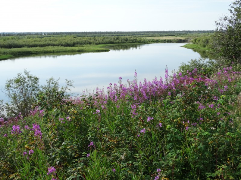Mackenzie River Vista with Fireweed - Inuvik - Northwest Territories - Canada