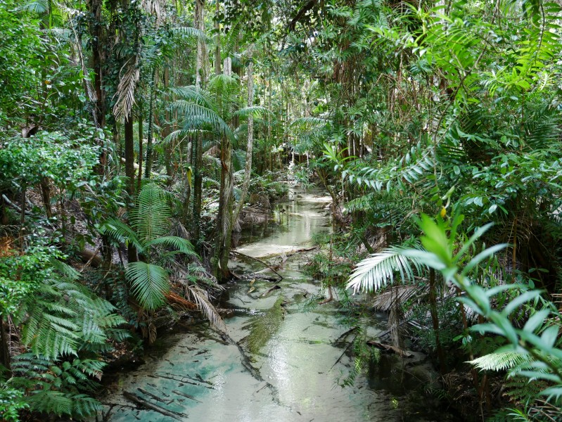 Rainforest Creek - Fraser Island