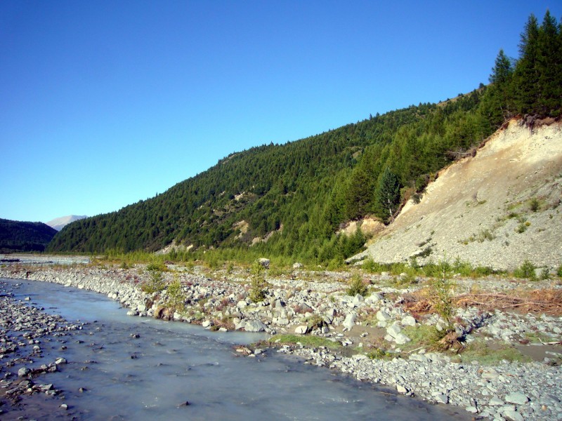 Wilding conifers in the Jollie River valley