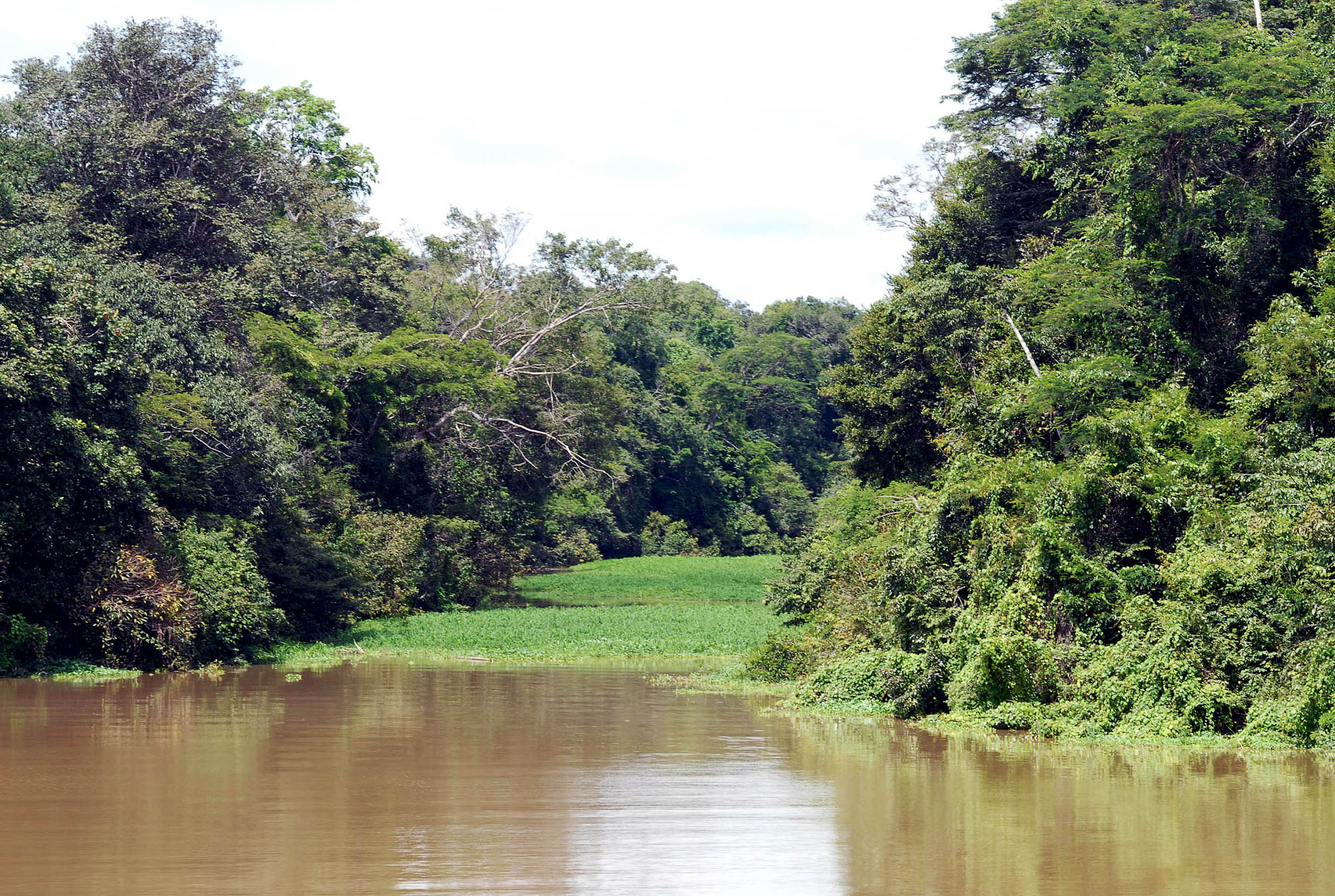 Rio Tefe
