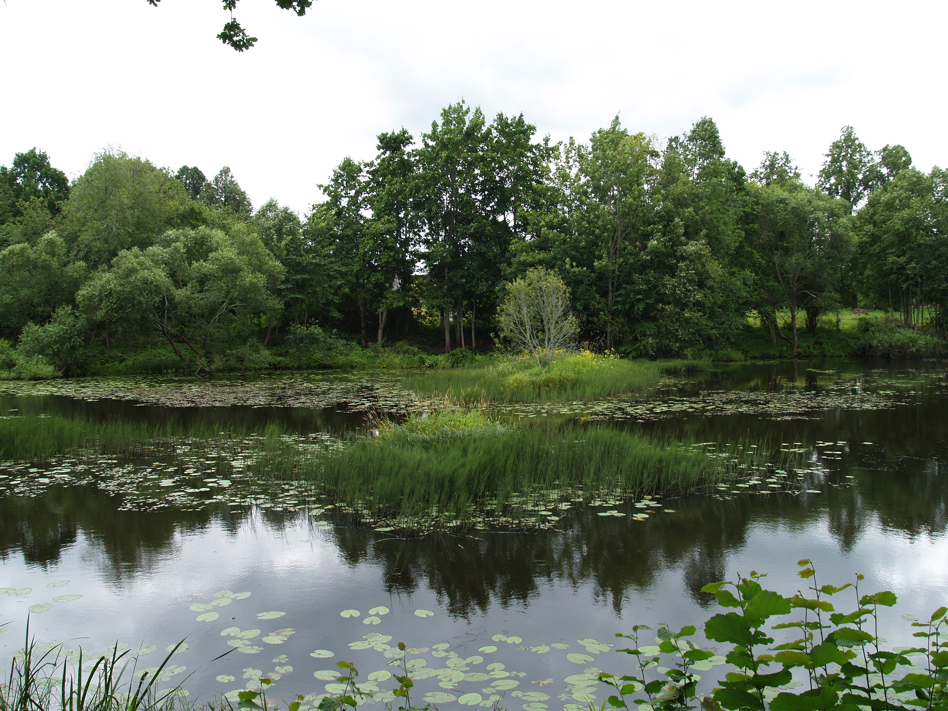 Salaca, Vīķi