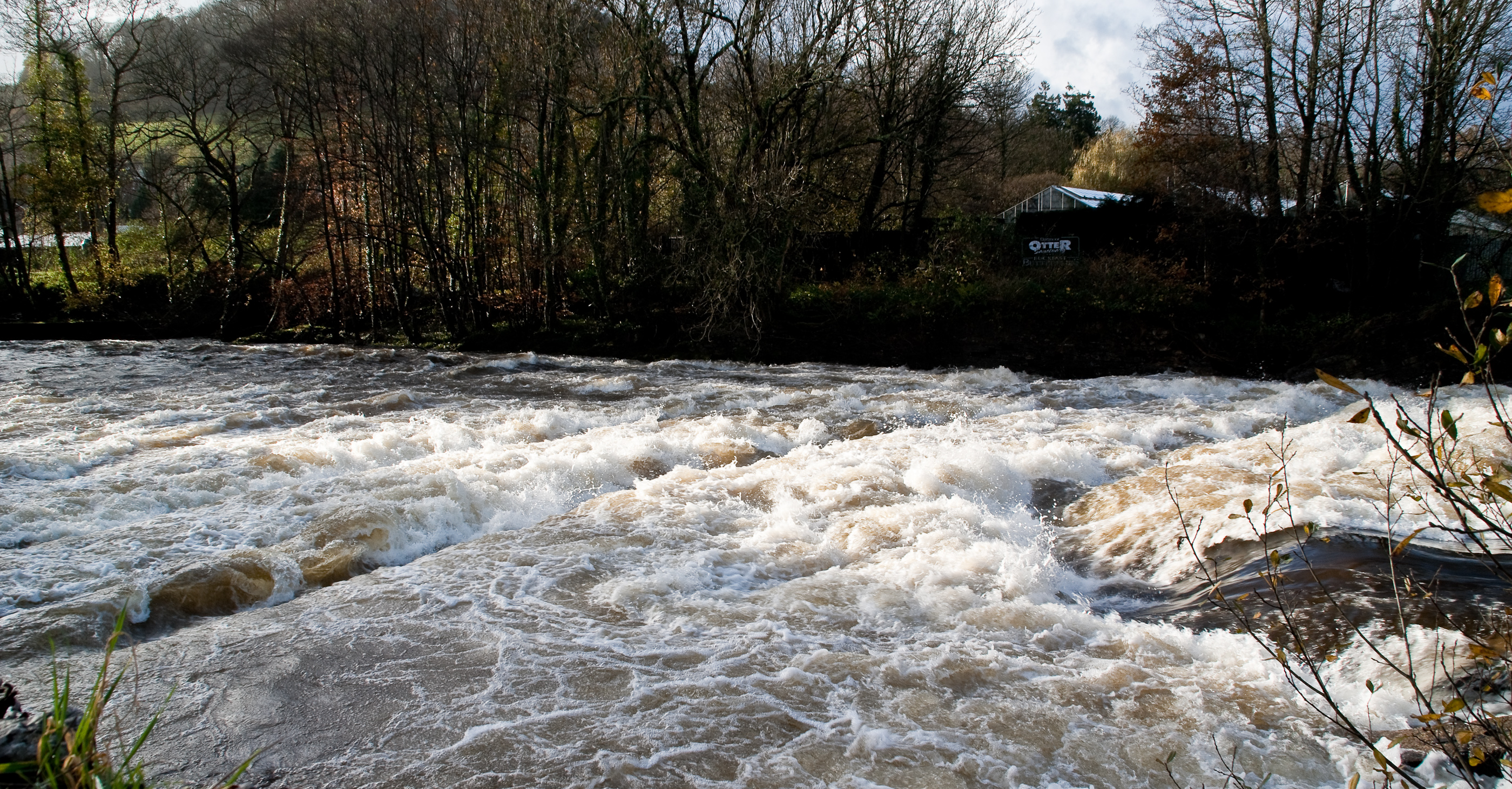 Salmon leap in flood 2