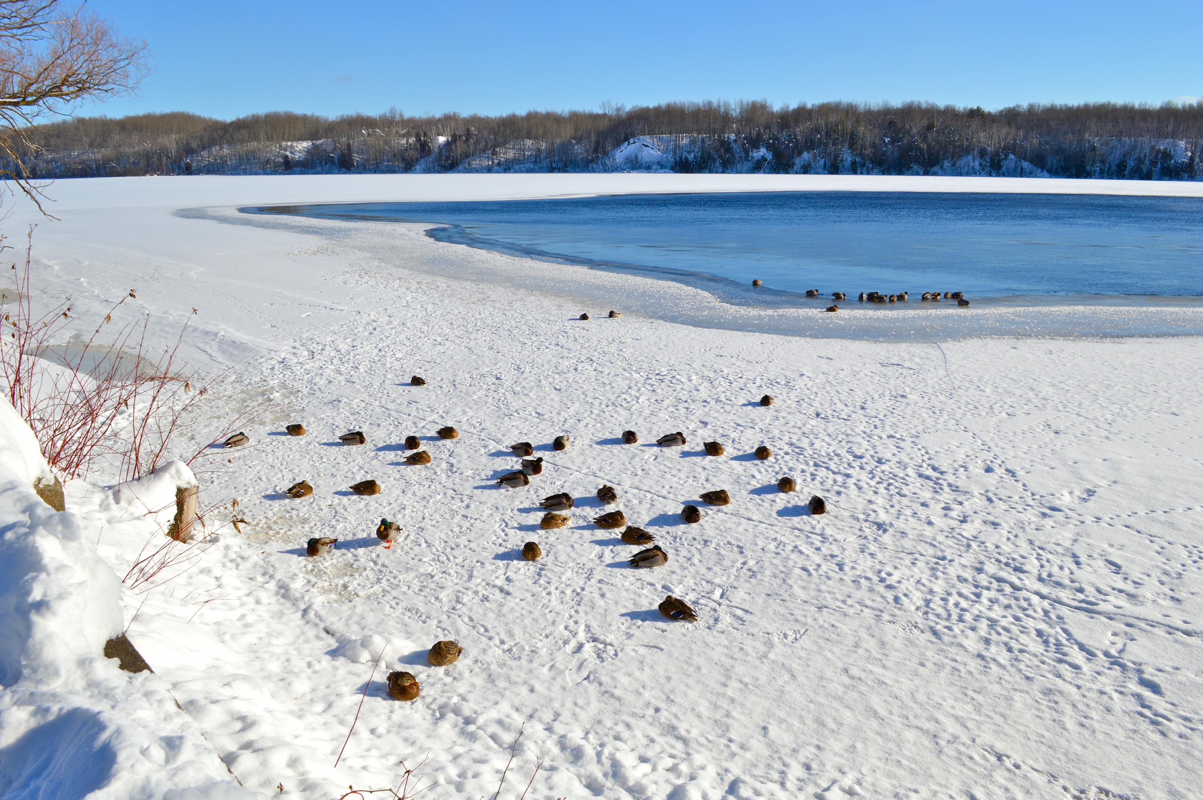 Canards sur glace Shawinigan 2013-01-02