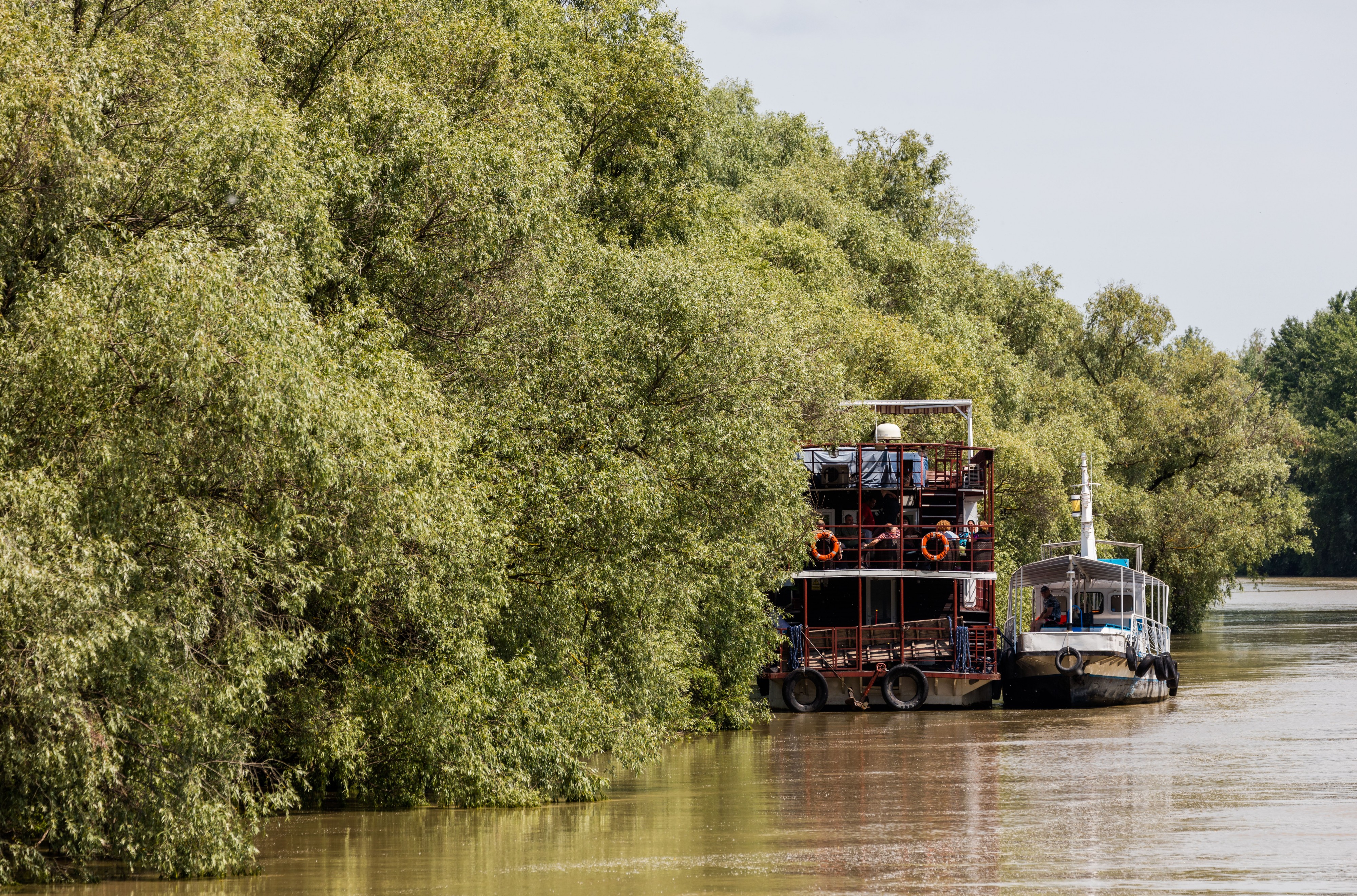 Delta del Danubio, Rumanía, 2016-05-28, DD 13