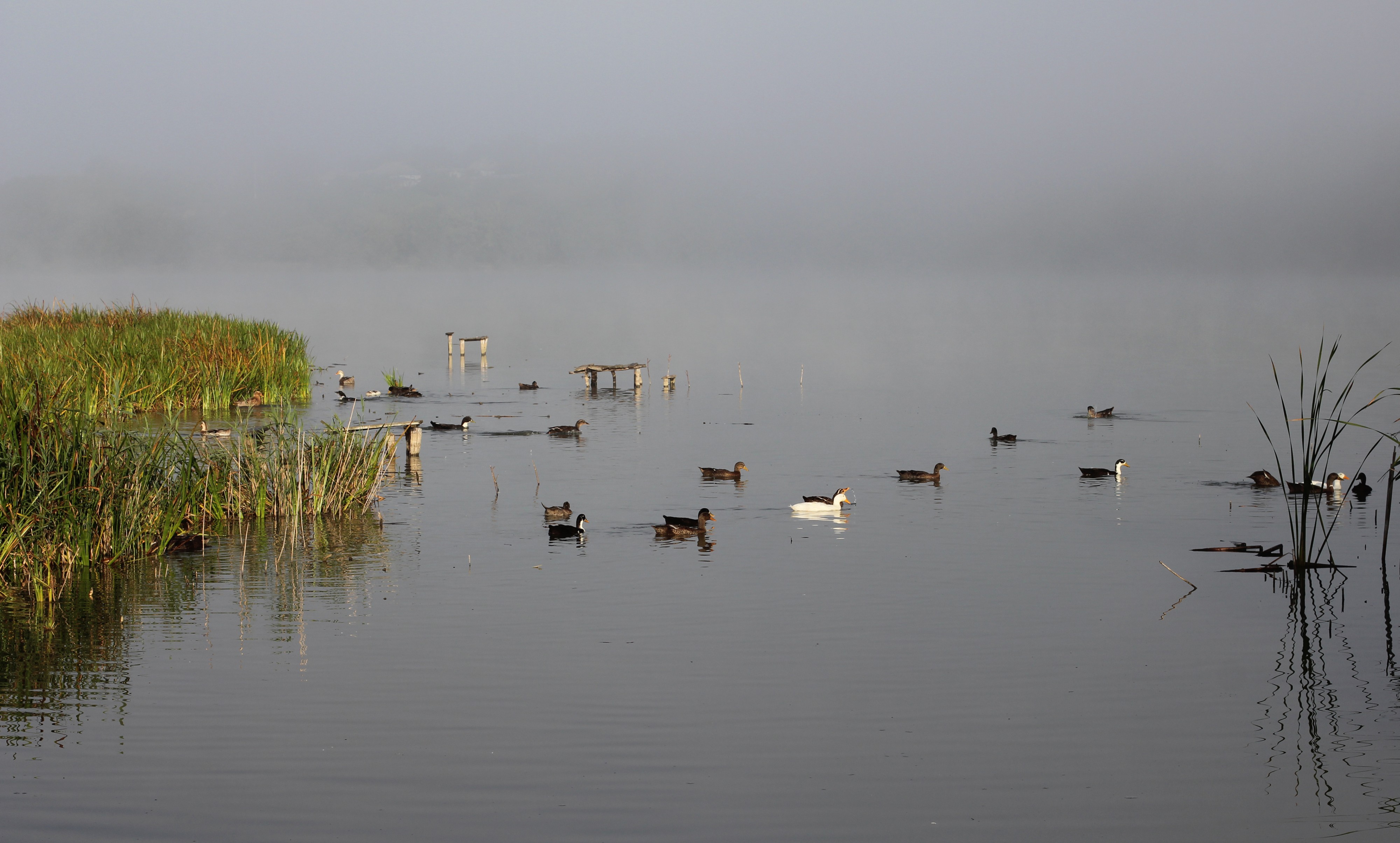 Komargorod pond 2013 G2