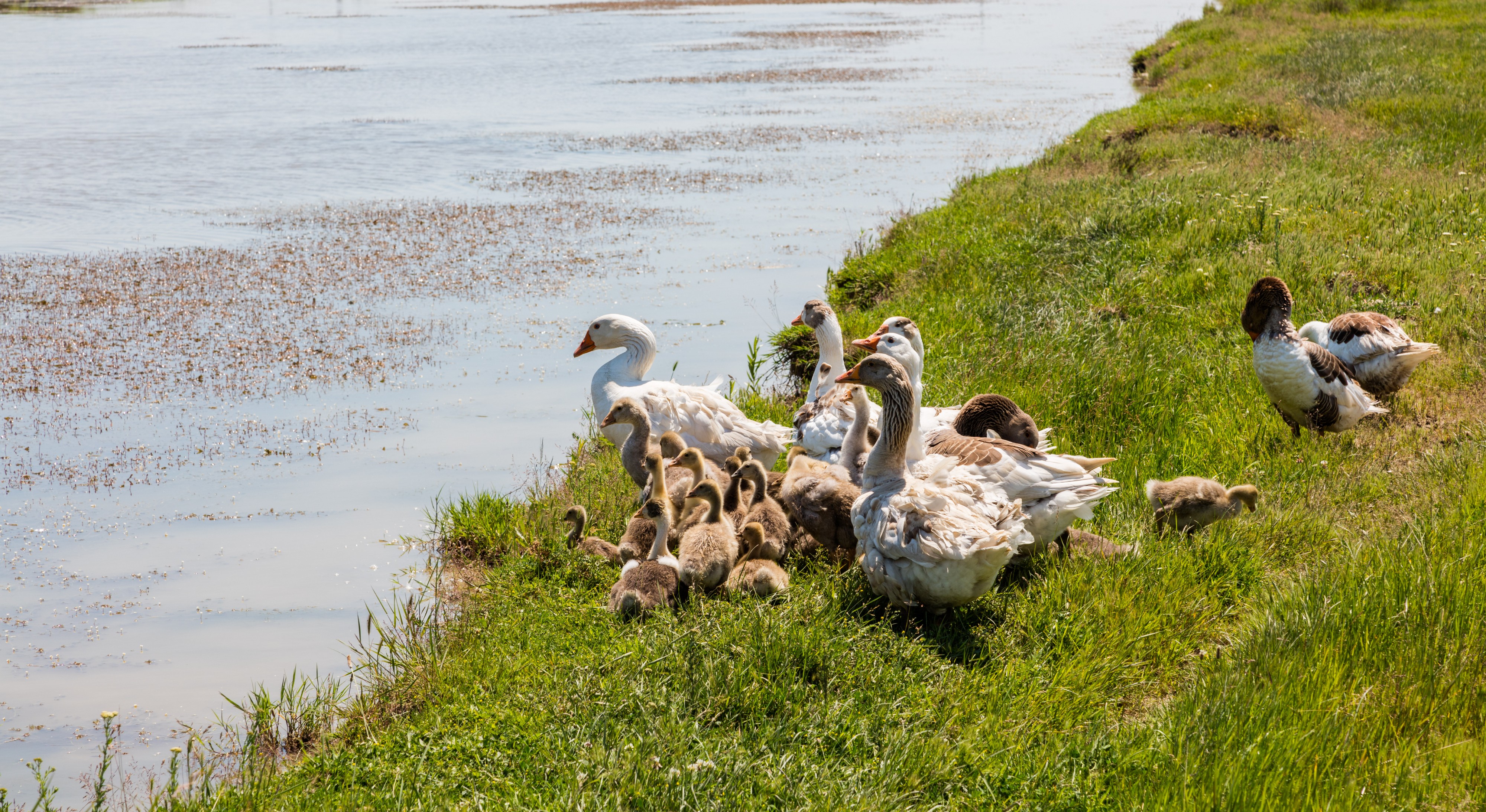 Río Bruzau, Surdila Greci, Rumanía, 2016-05-29, DD 07