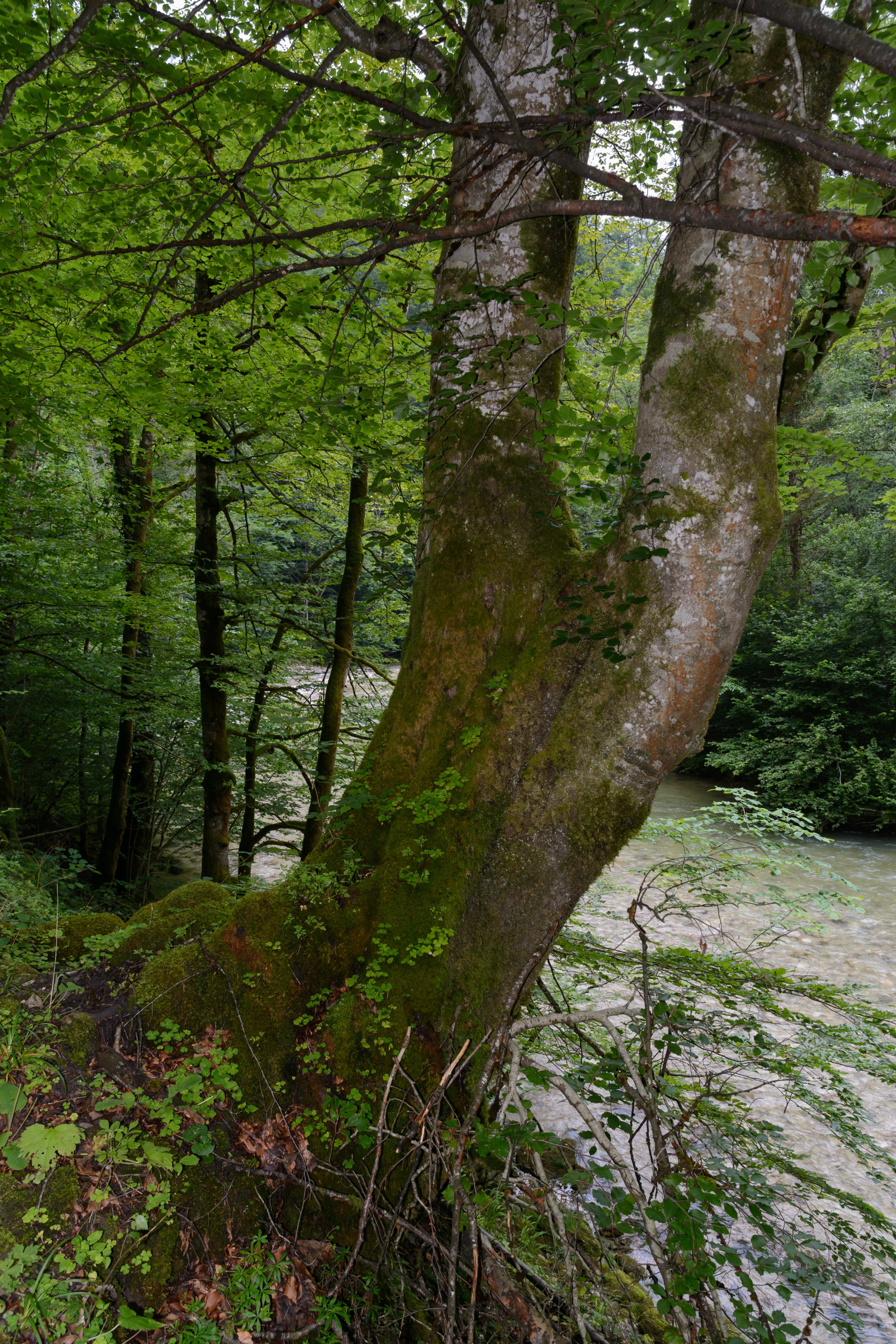 Vordere Tormäuer Fagus sylvatica 01