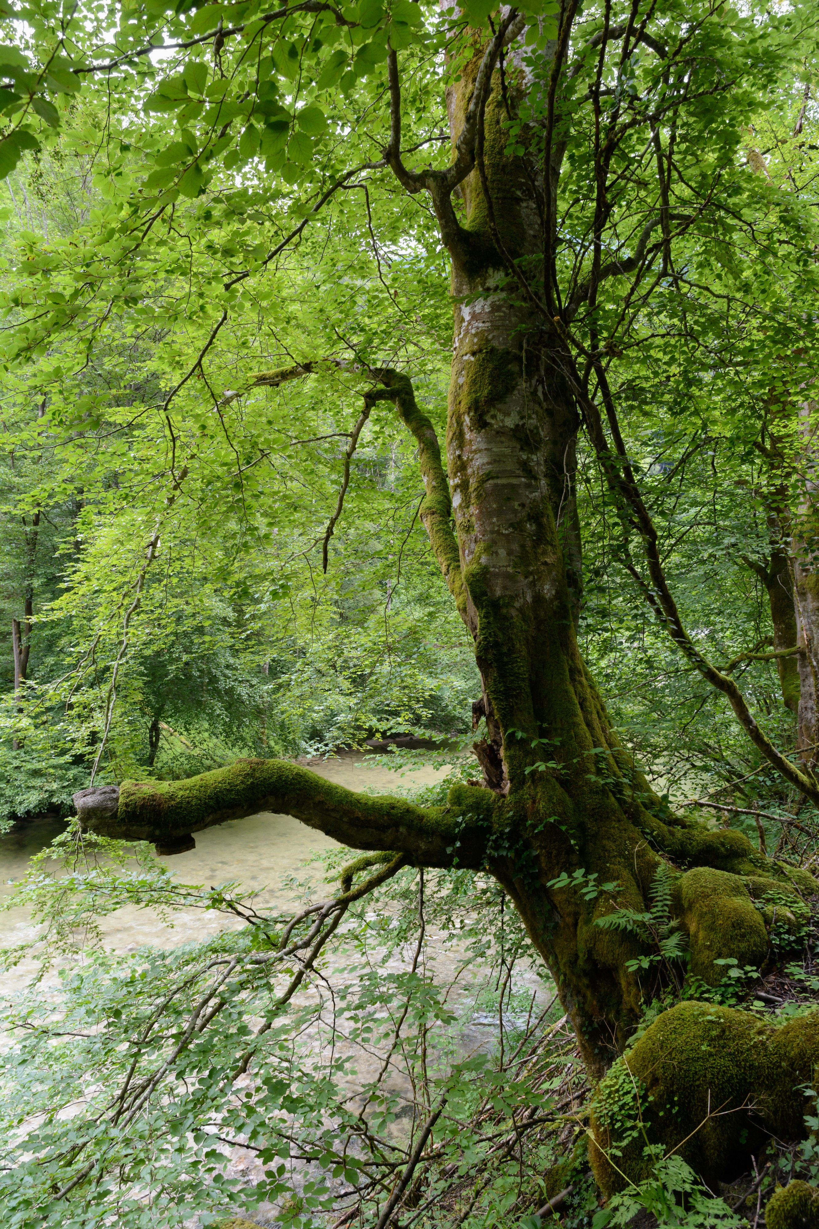 Vordere Tormäuer Fagus sylvatica 02