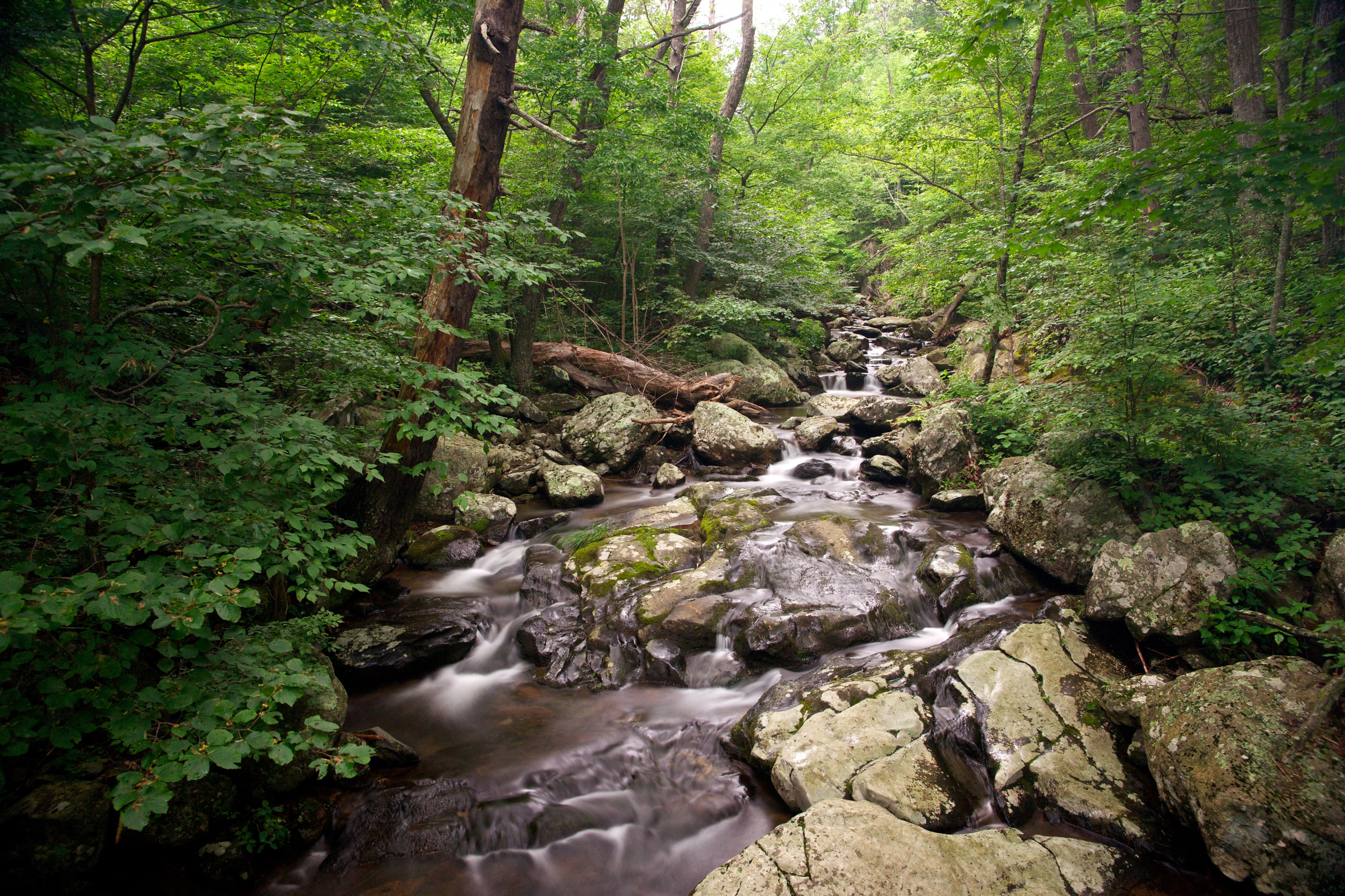 Whiteoak Canyon Waterfall hike (9520681524)
