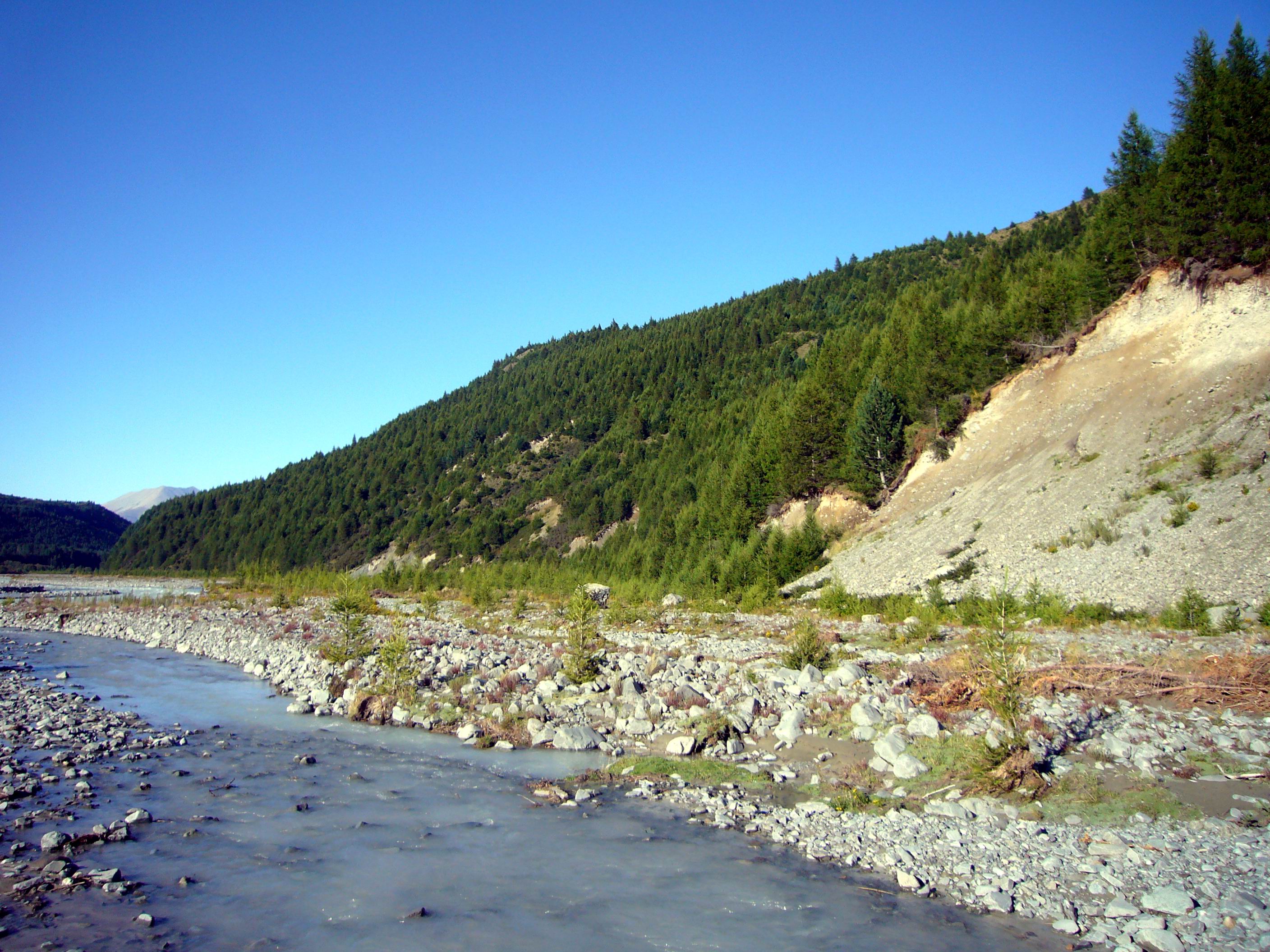 Wilding conifers in the Jollie River valley