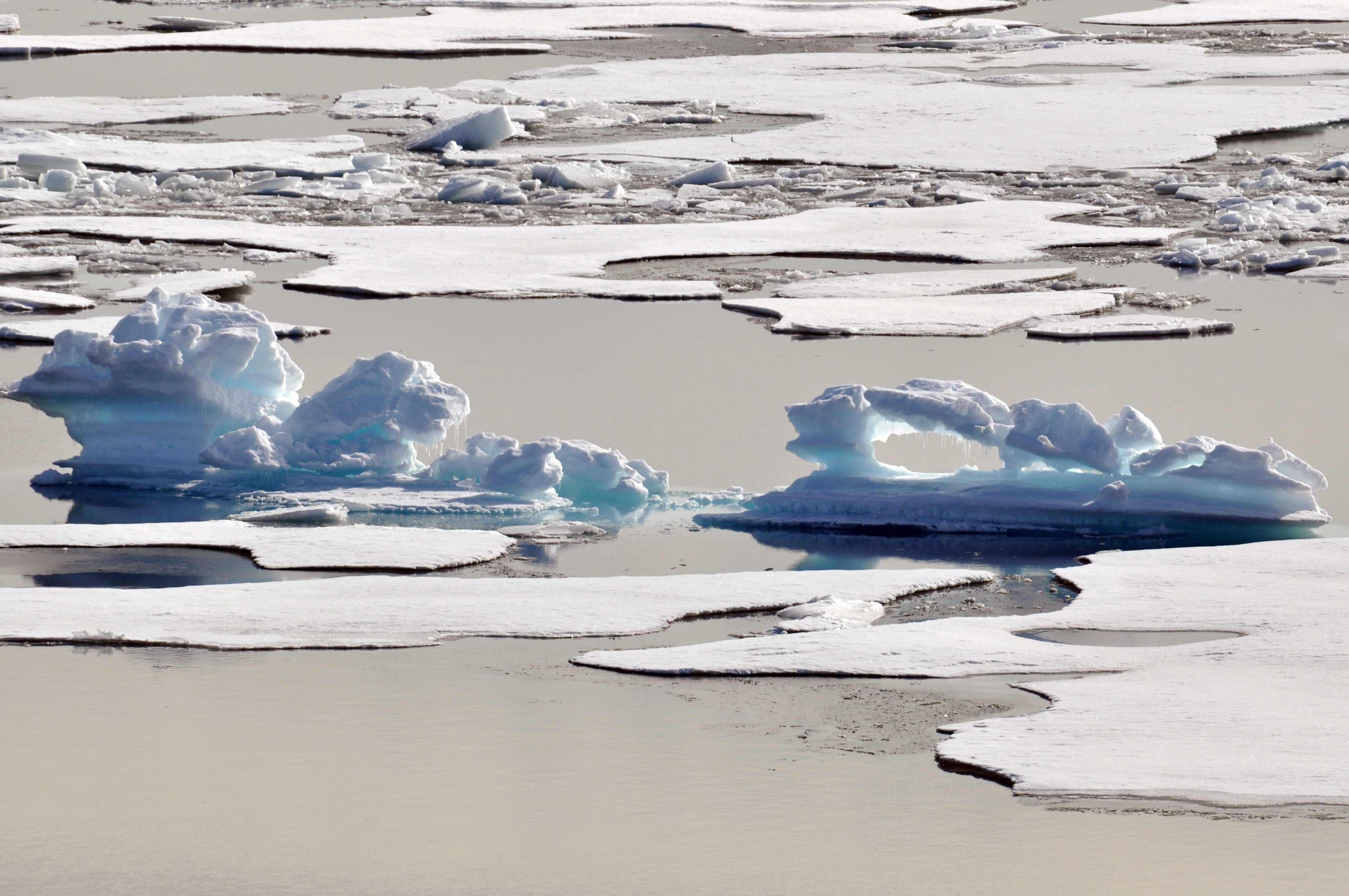 Alligator Ice (4370258427)
