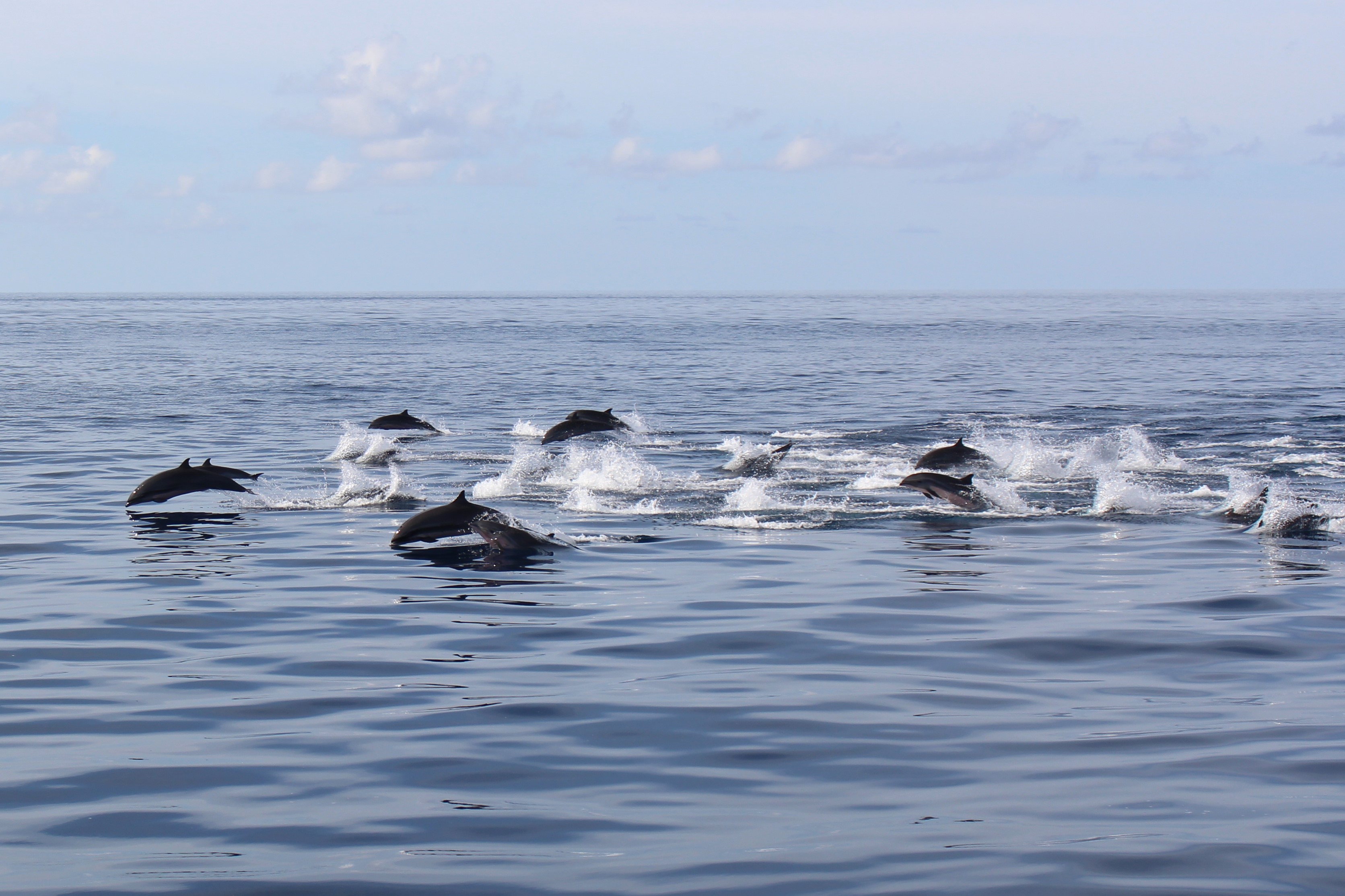 Dolphin at Banda Sea (3)