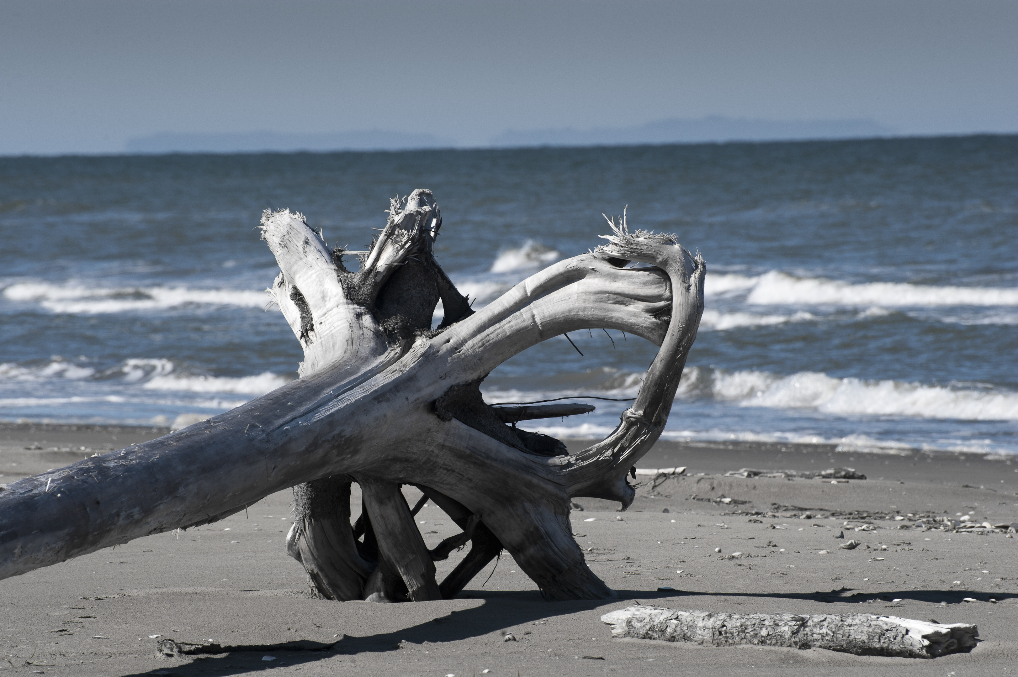 Driftwood, Diomede Islands (8029757155)