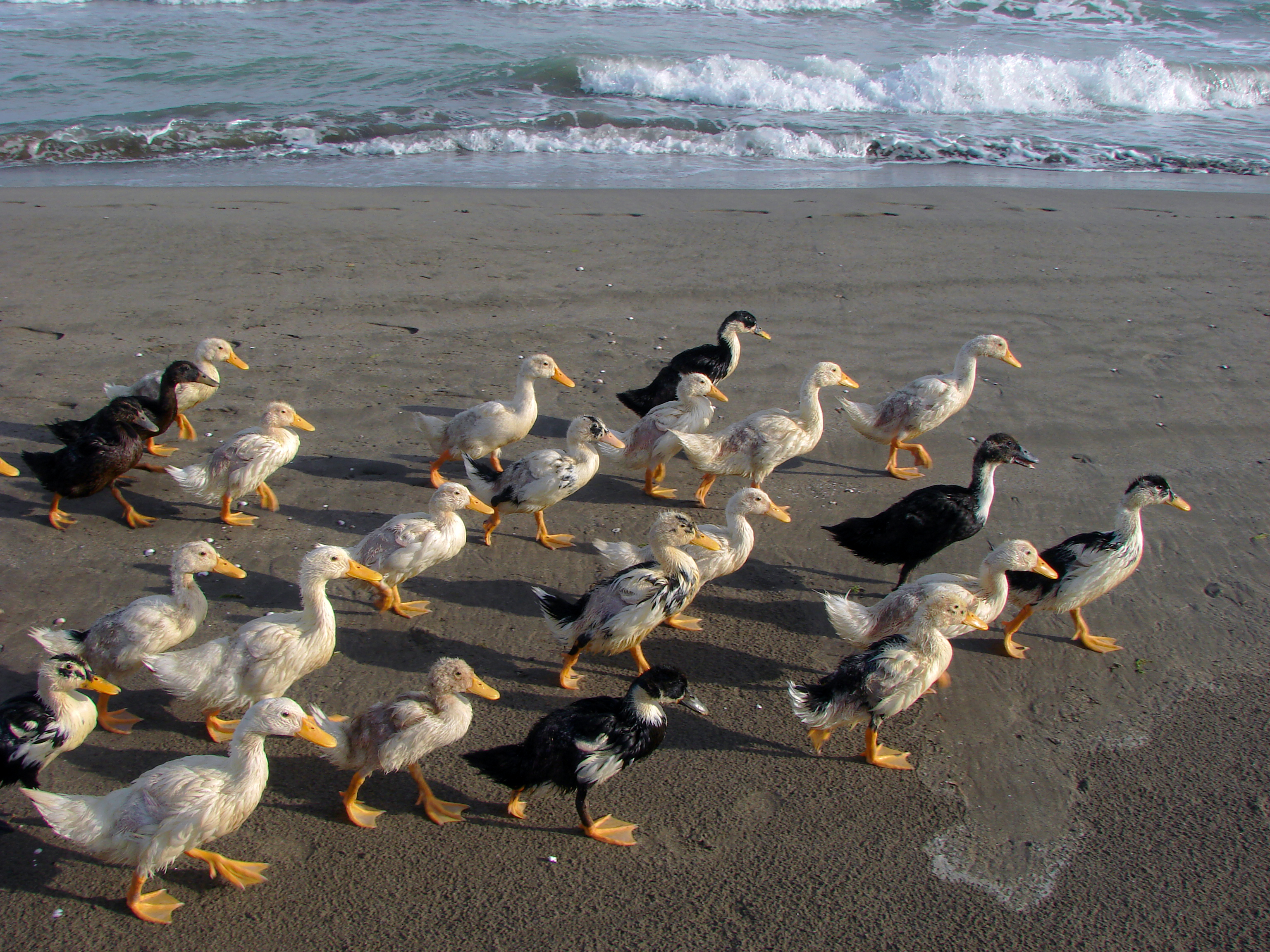 Mahmudabad, Mazandaran اردک ها در ساحل محمود آباد