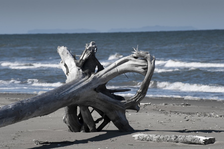 Driftwood, Diomede Islands (8029757155)